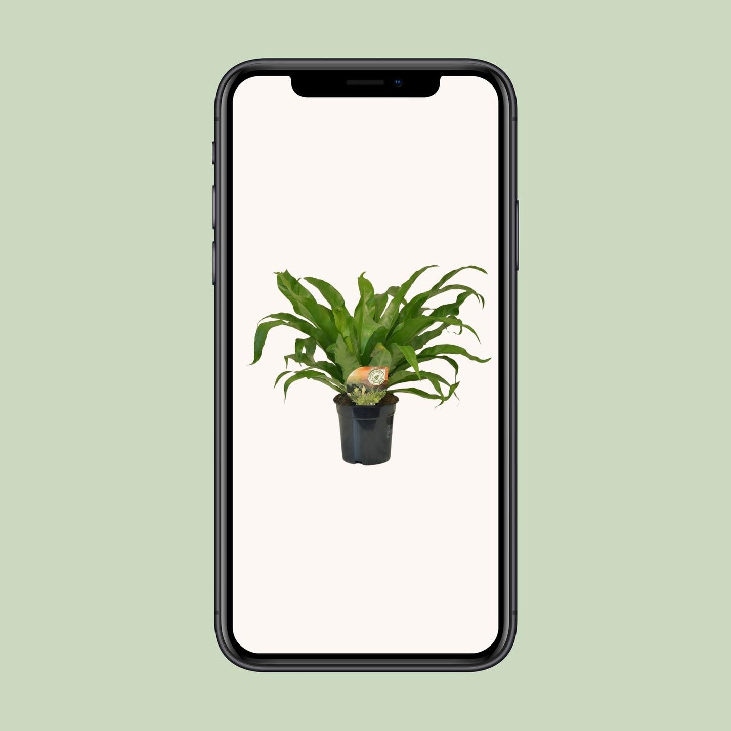 Asplenium Antiquum - Ø17cm - ↕40cm bei Pflanzfix24