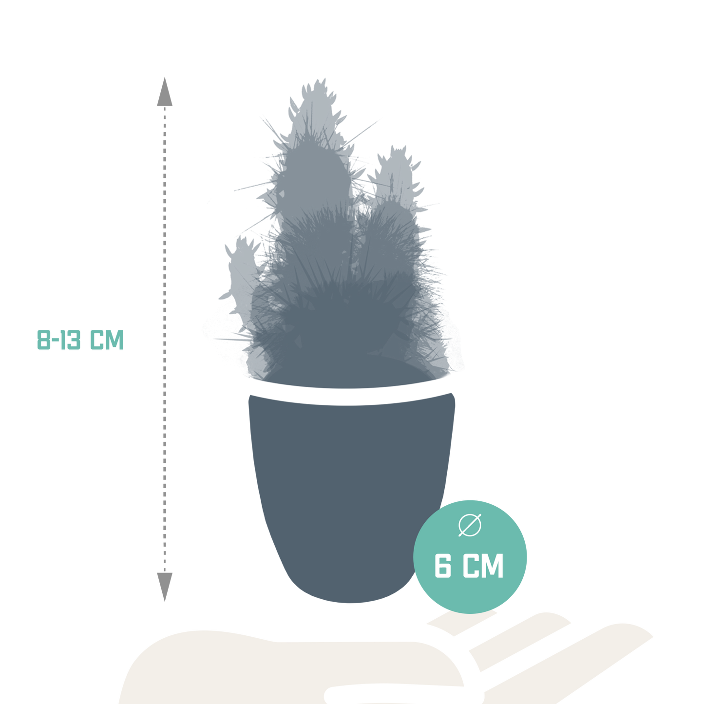 Cactus en vetplanten Mischung 5,5 cm | 15 stück - in witte pot - Pflanzfix24.de - Pflanzfix24.de