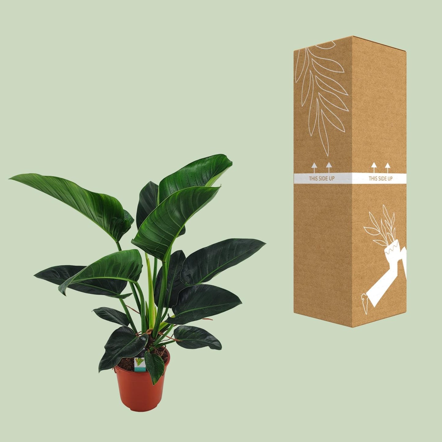 Philodendron Congo Millions - Ø27cm - ↕100cm - Pflanzfix24