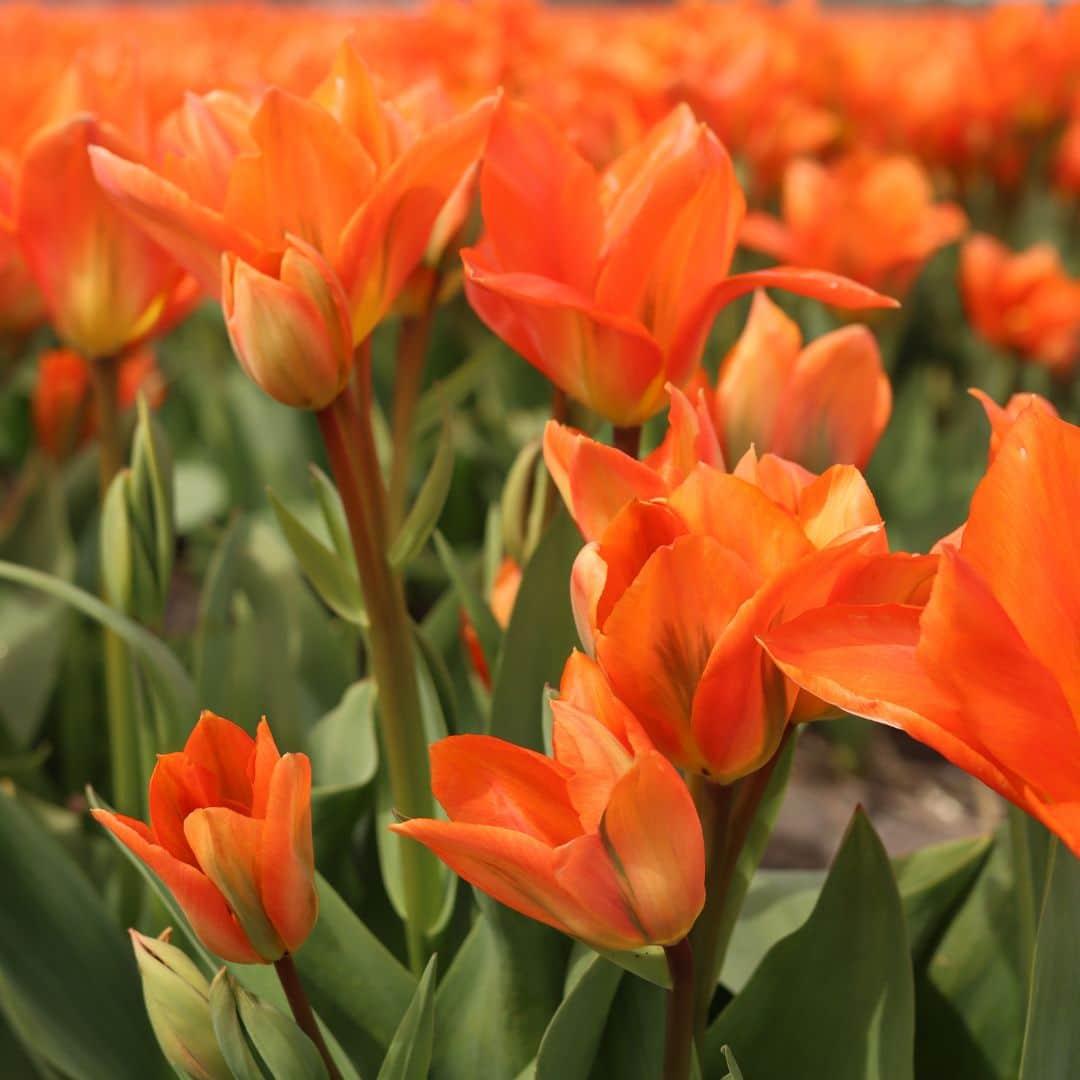 Flowerbulbs Amsterdam - Dutch Flower Mix - Luxusbox mittel, 40 Blumenzwiebeln - Pflanzfix24