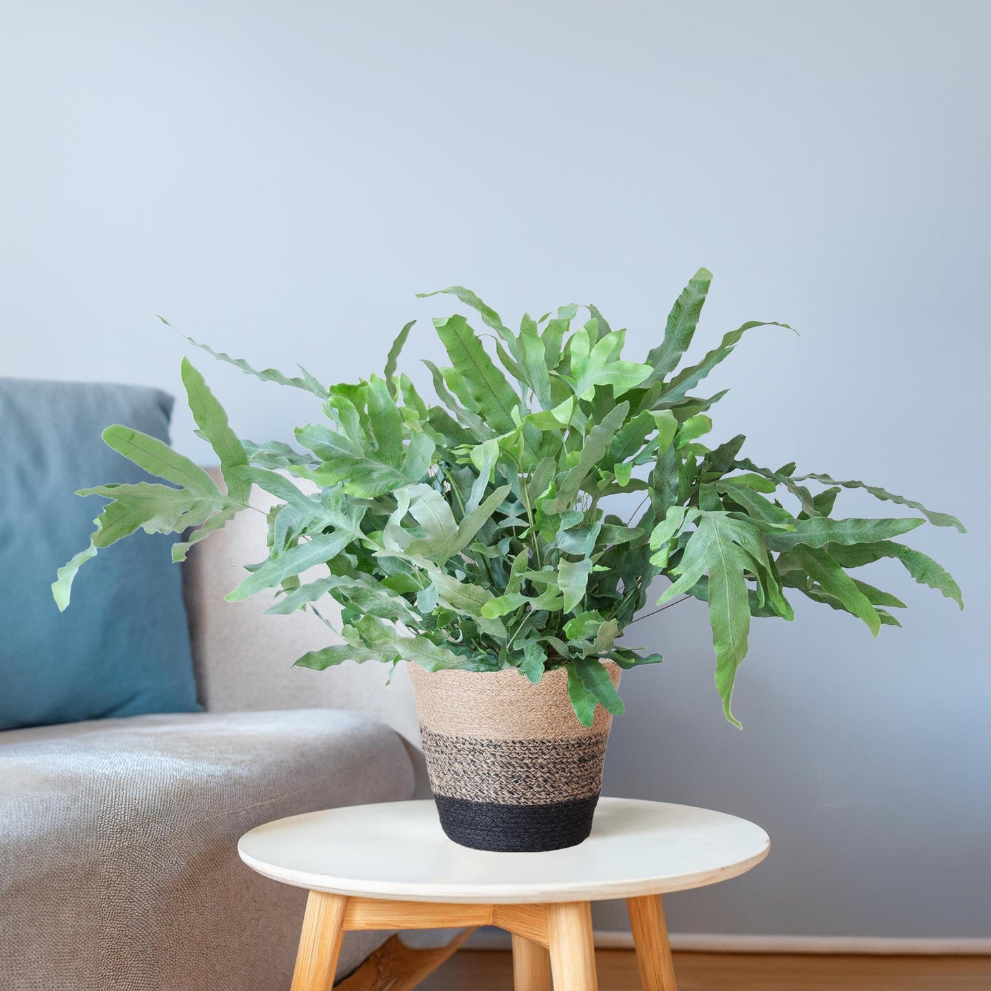 Phlebodium Aureum 'Blue Star' mit Korb Lissabon schwarz - 40cm - Ø17 bei Pflanzfix24