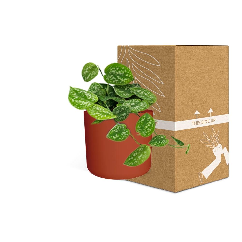 Scindapsus Pictus ‘Argyraeus’ in ELHO b.for soft rond 14cm brique - Pflanzfix24