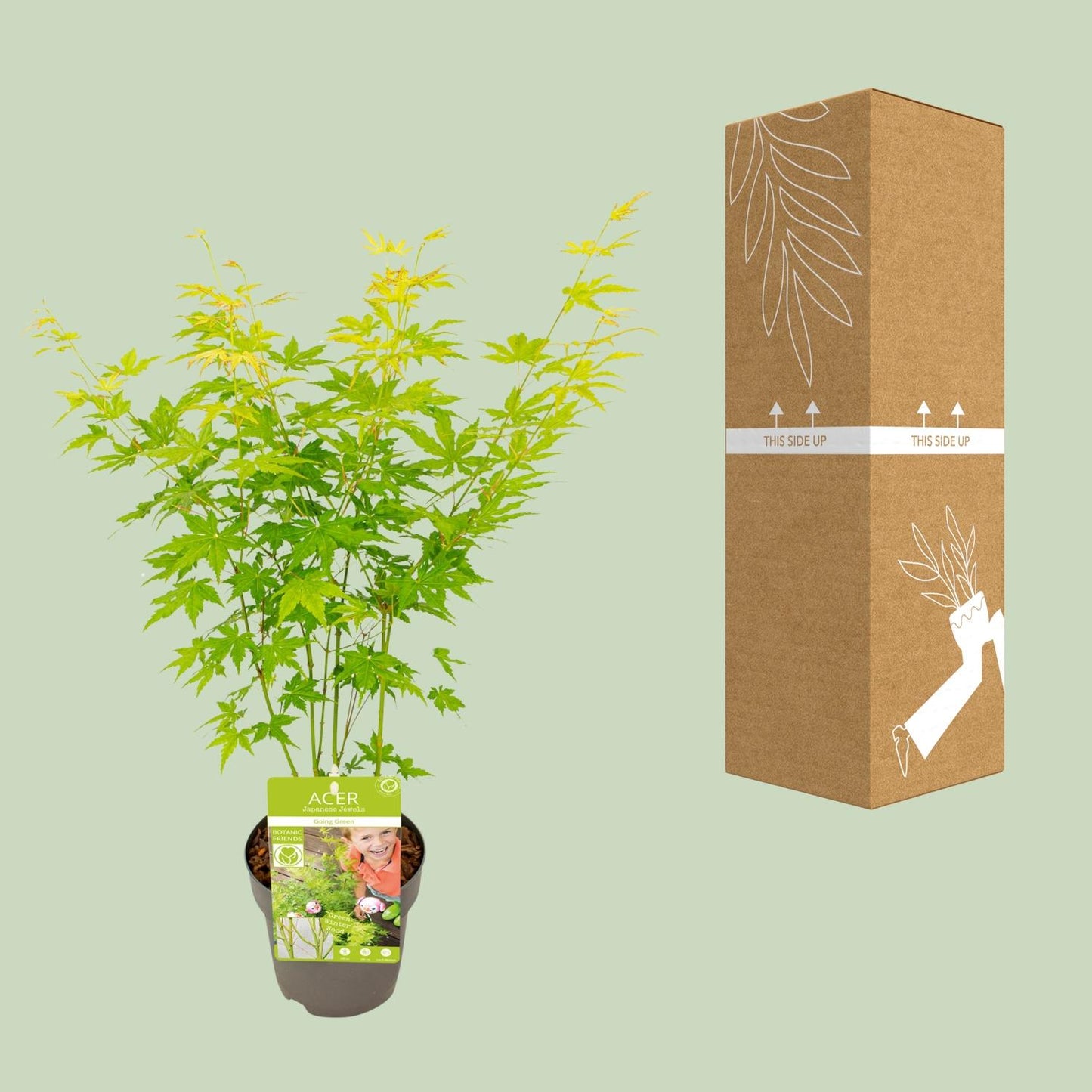 Acer palmatum Going Green - Ø15cm - ↕30cm - Pflanzfix24.de - Pflanzfix24.de