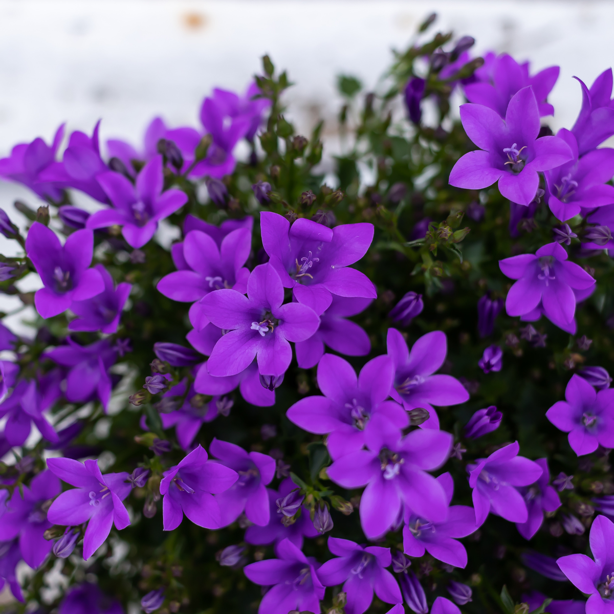 2x Campanula Addenda Ambella Intense Purple in Malaga-Dekotöpfen - Pflanzfix24.de - Pflanzfix24.de