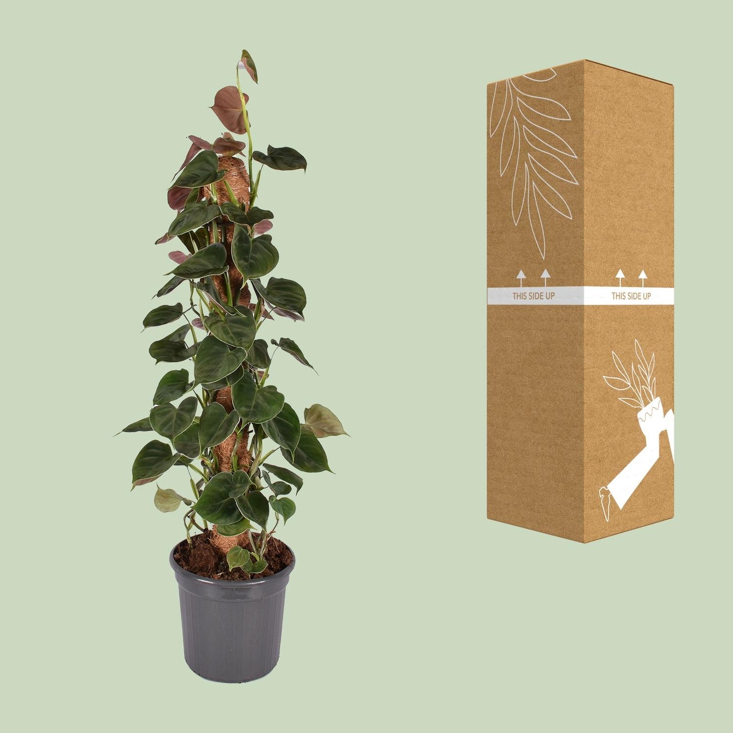 Philodendron Lupinum Mosstok - Pflanzfix24