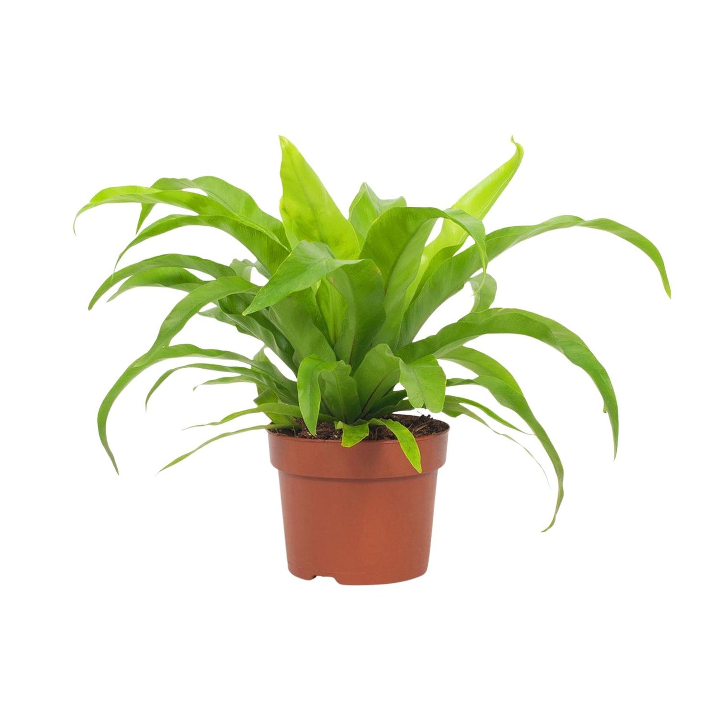 Asplenium Antiquum 12cm - Ø12cm - ↕19cm bei Pflanzfix24.de - Pflanzfix24.de