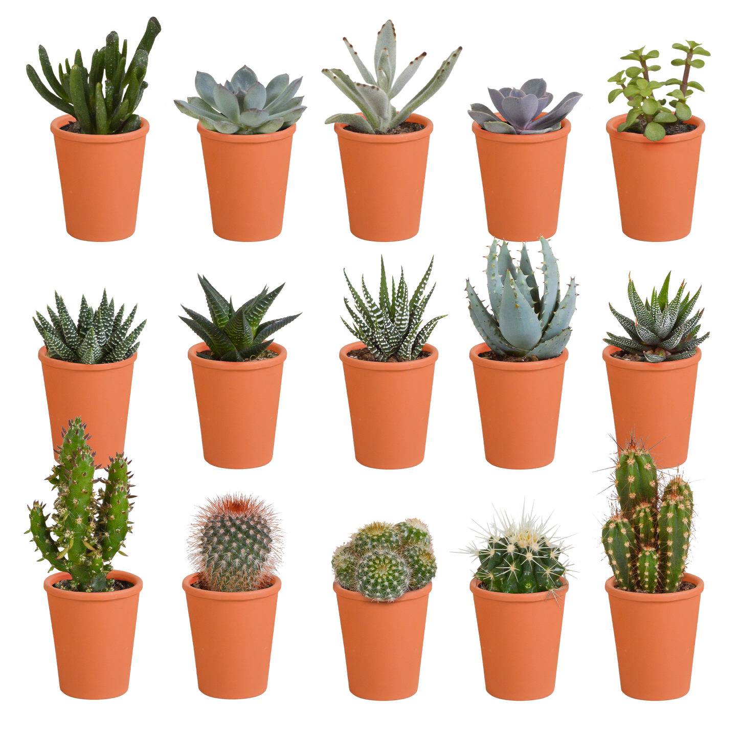 Kakteen und Sukkulenten Mix 5,5 cm | 15er Set - Terrakotta Topf - Pflanzfix24.de - Pflanzfix24.de