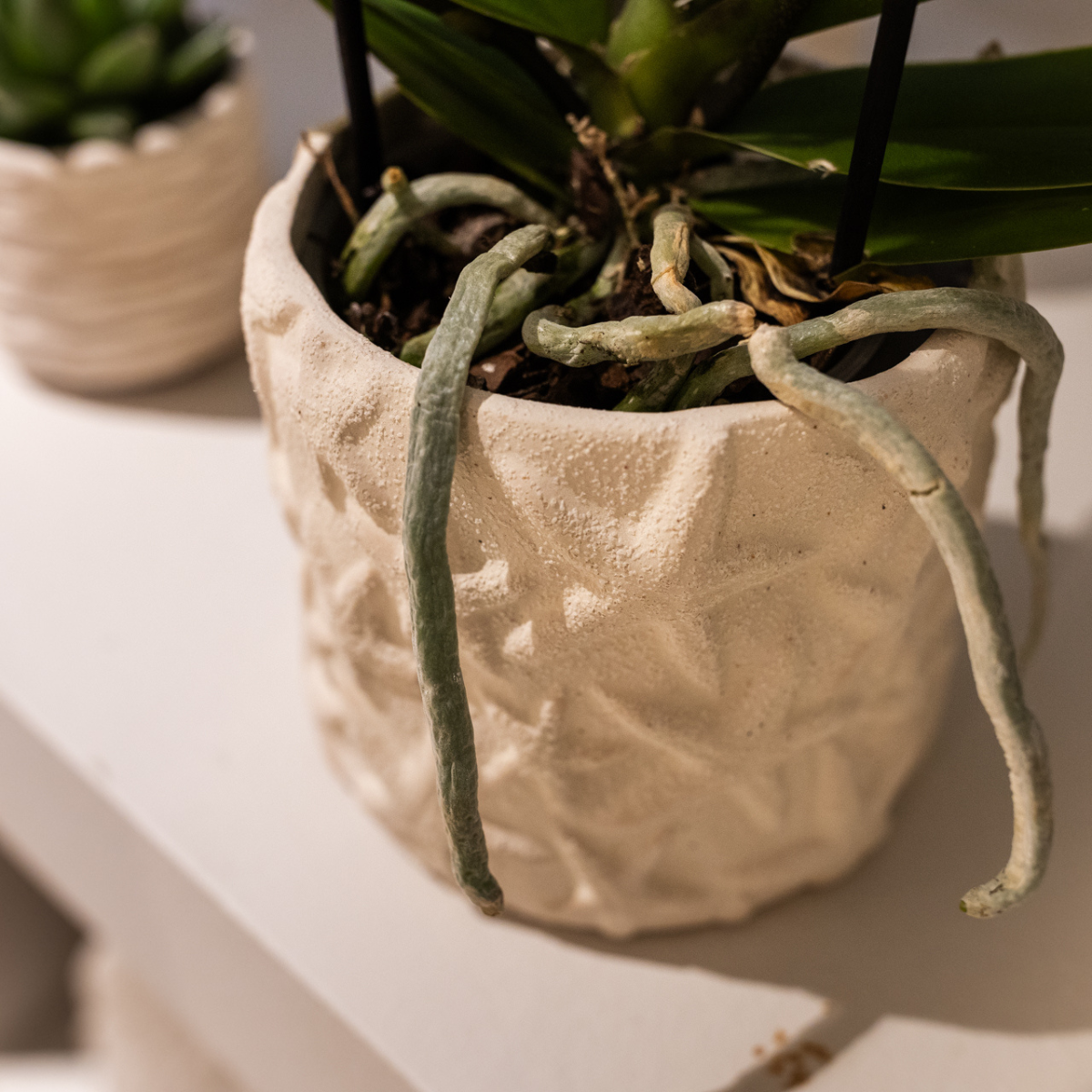 Star Fish Dekotopf Off White Ø9cm – Kolibri Home | Pflanzfix24.de - Pflanzfix24.de