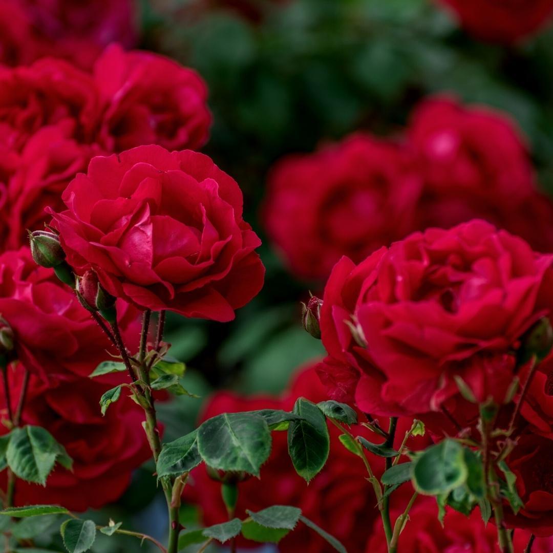 Culvita - Rosenerde 40 Liter - Blumenerde für Rosen geeignet - inklusive RhizoPlus Wurzelverbesserer - Pflanzfix24.de - Pflanzfix24.de