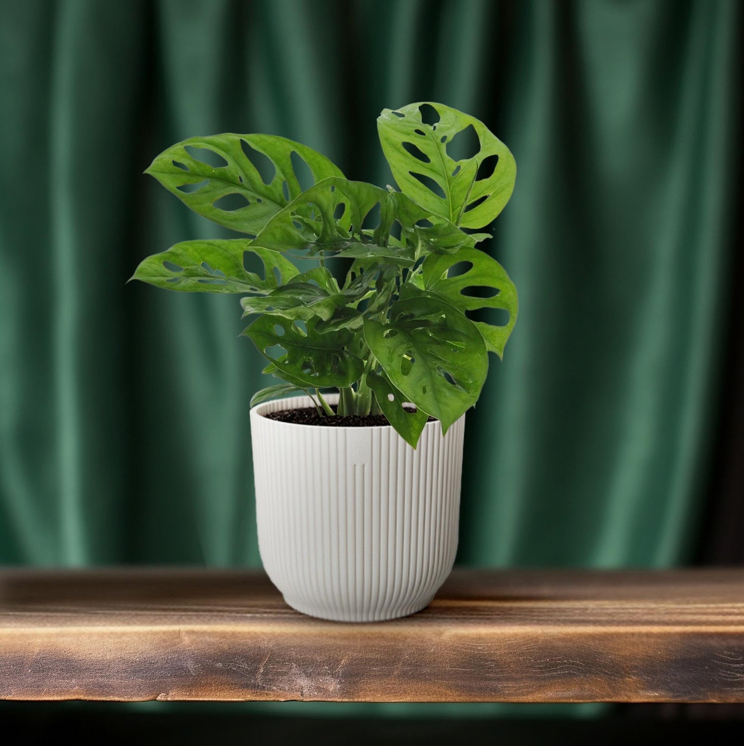 Monstera Monkey Leaf Lochpflanze Ø12 cm – 30 cm | Pflanzfix24.de - Pflanzfix24.de