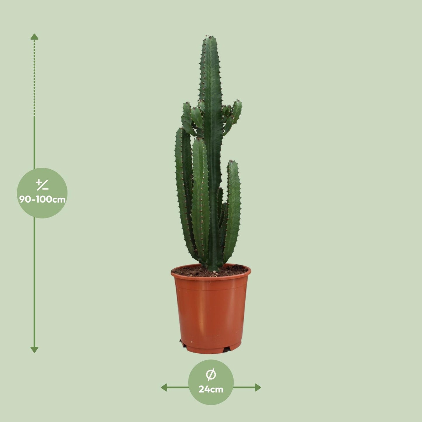 Euphorbia Acrurensis - Ø24cm - ↕95cm - Pflanzfix24