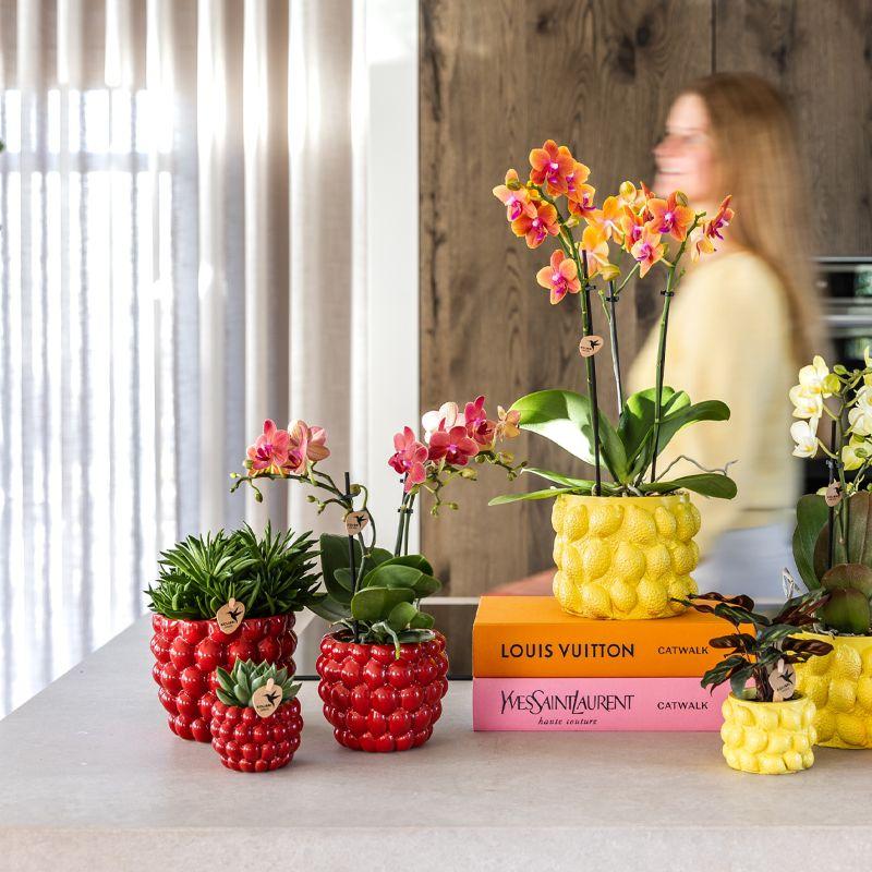 Pflanzset Rote Phalaenopsis & Sukkulenten | Pflanzfix24.de - Pflanzfix24.de