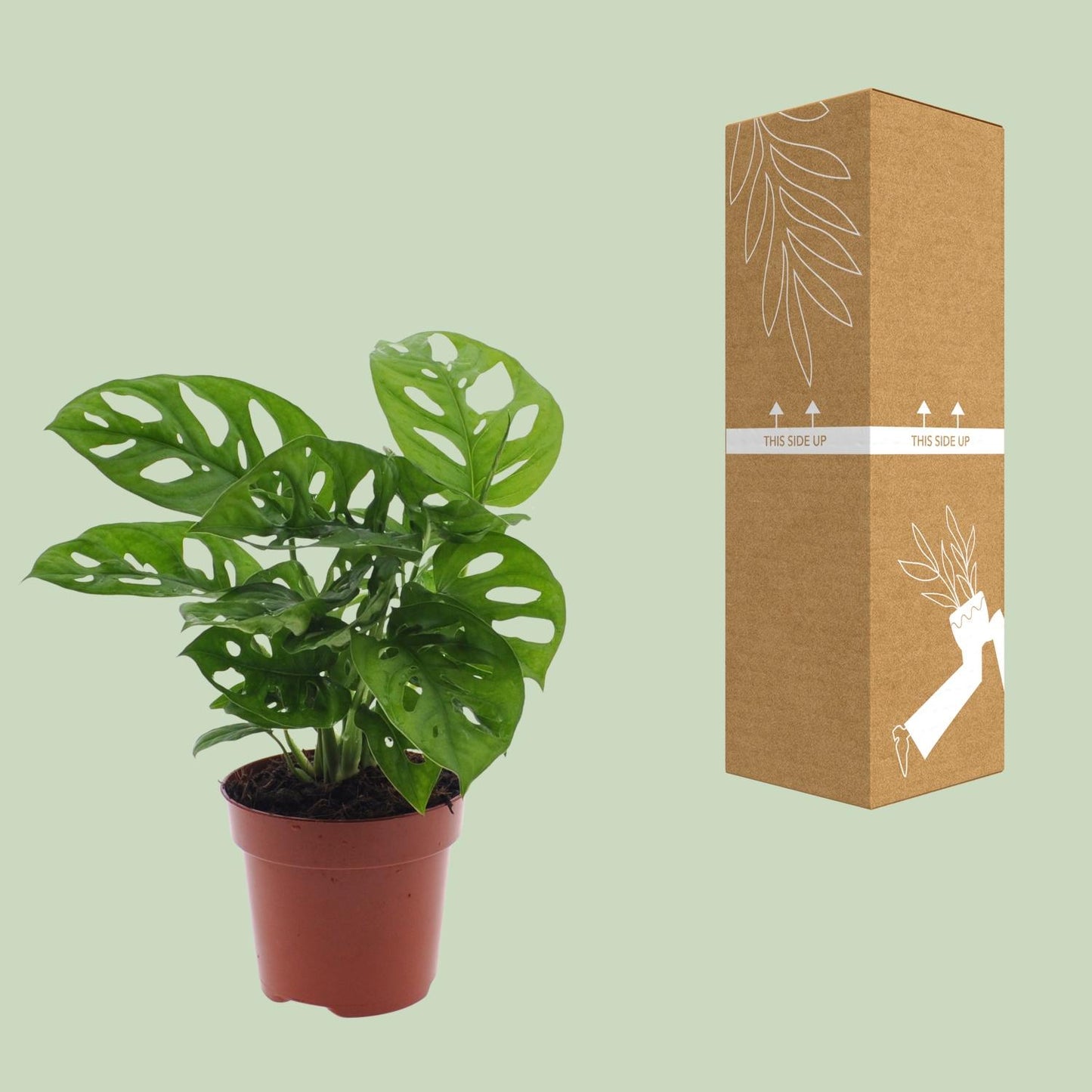 Monstera Monkey Leaf Lochpflanze Ø12 cm – 30 cm | Pflanzfix24.de - Pflanzfix24.de