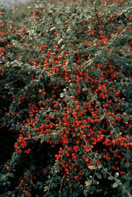 20x Cotoneaster 'Coral Beauty' von Pflanzfix24.de - ↕10-25cm - Ø9cm - Pflanzfix24.de
