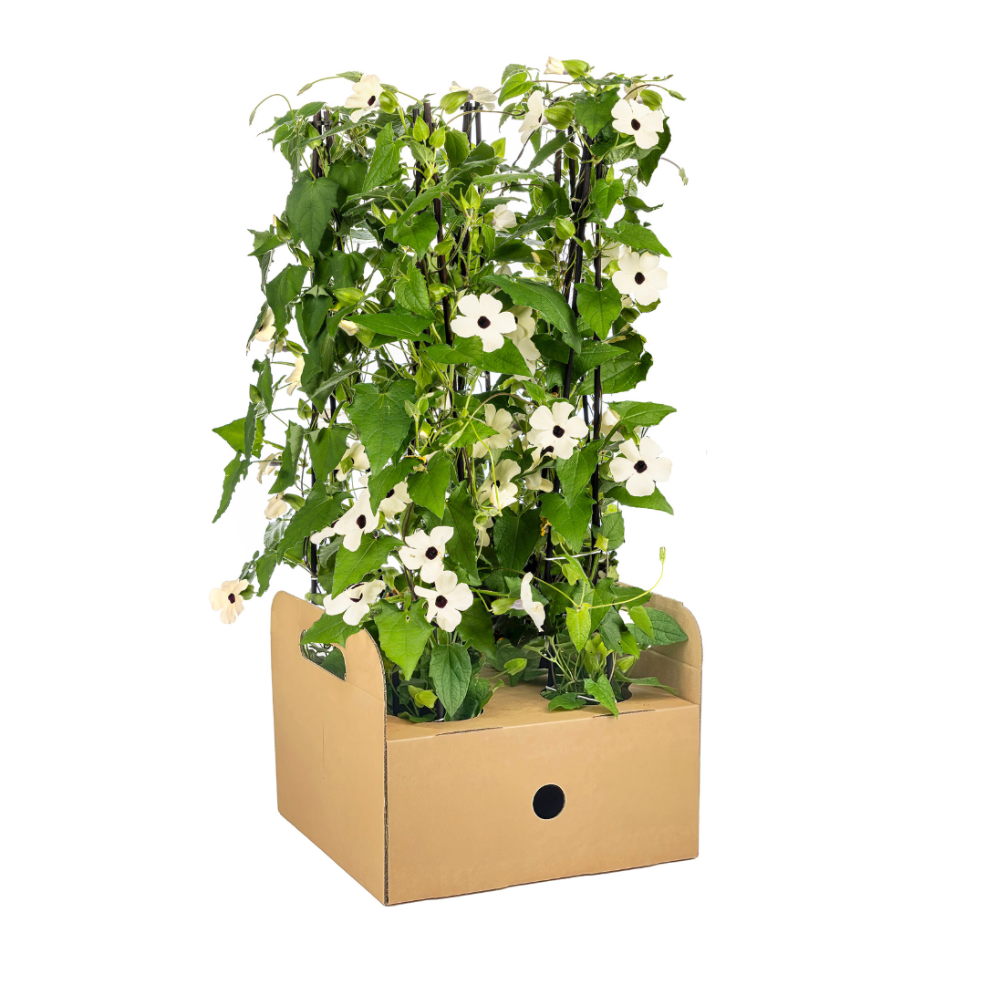 4x Thunbergia alata Sunny Susy White Ø13 cm - ↕60 cm - Pflanzfix24
