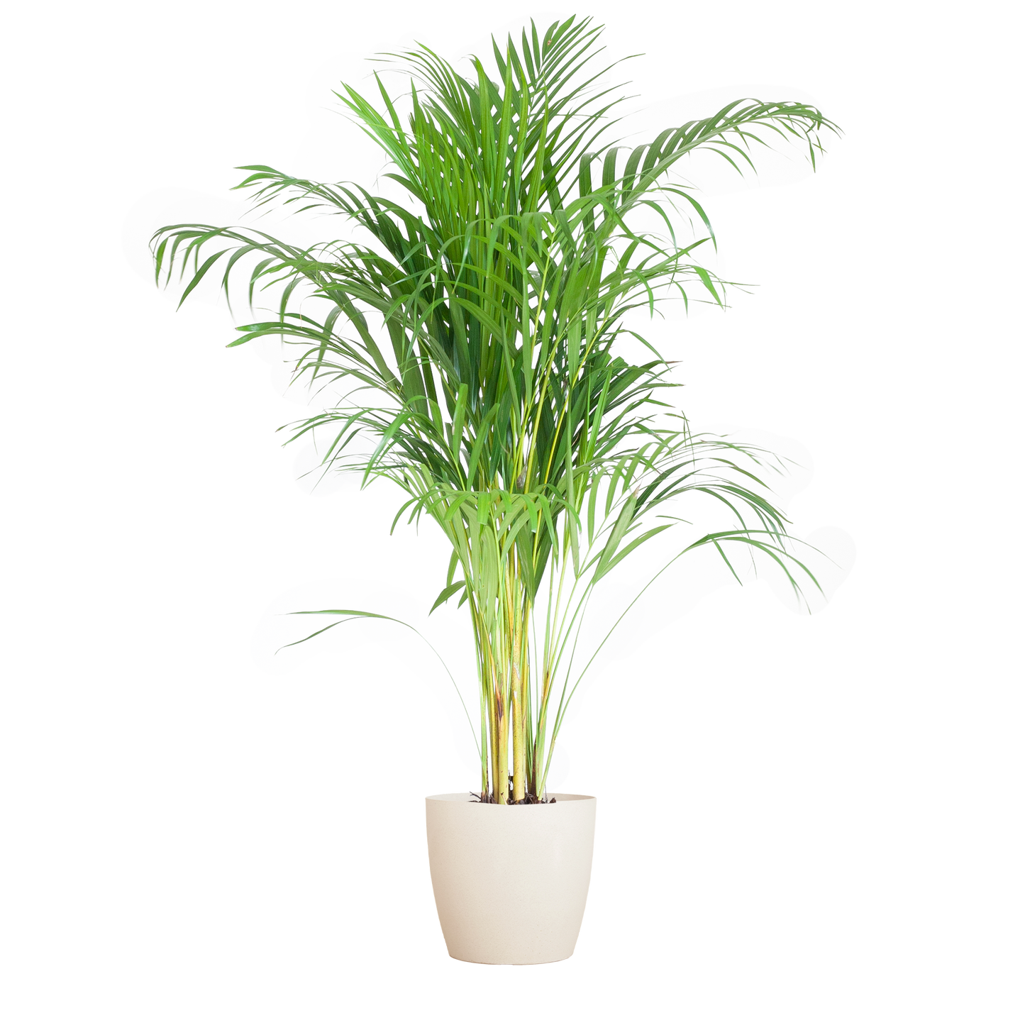 Areca Palm (Dypsis) mit Viber Weiß - 100cm - Ø21 - Pflanzfix24