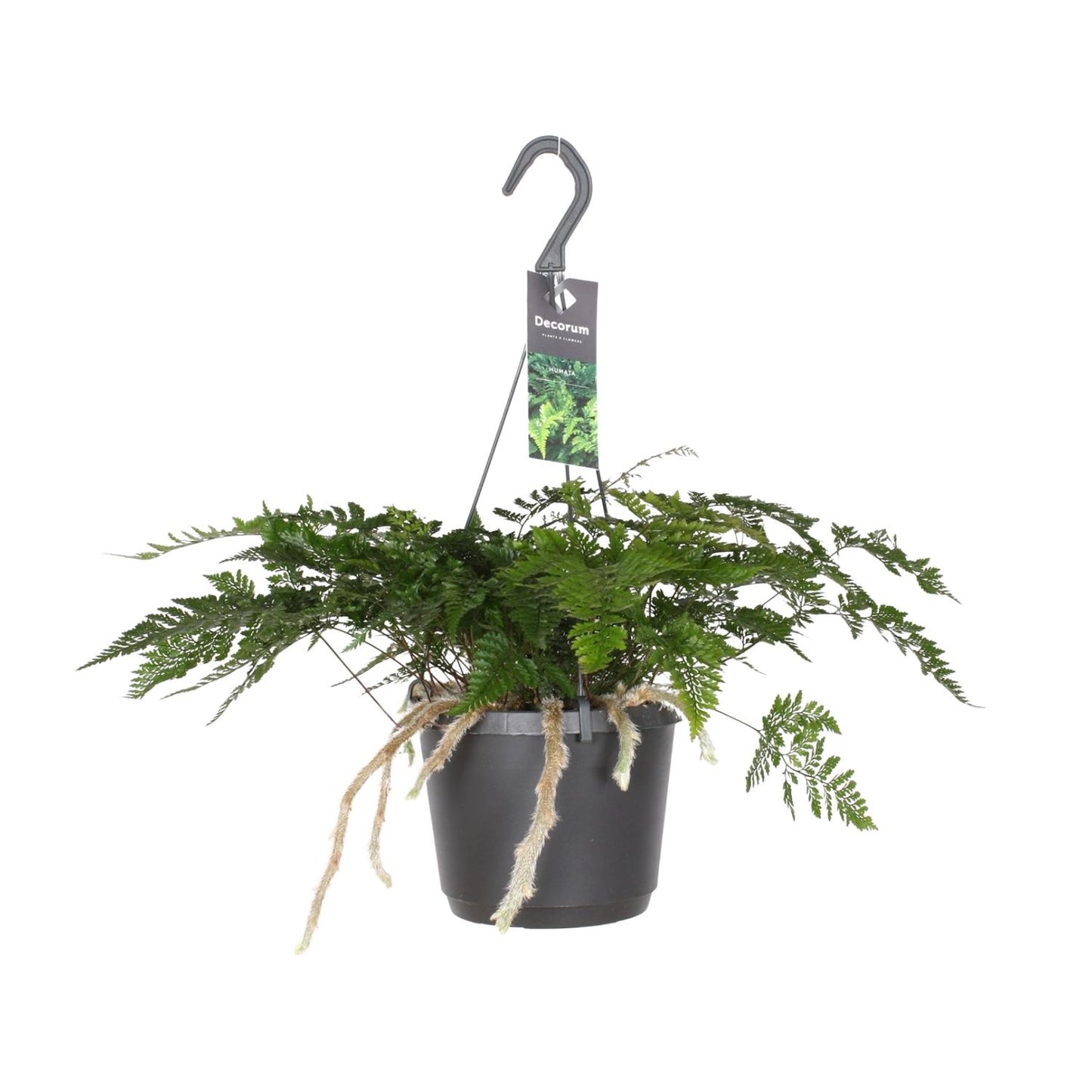 Davallia Bullata - Hasenfußfarn - 17cm Topf - Pflanzfix24.de - Pflanzfix24.de