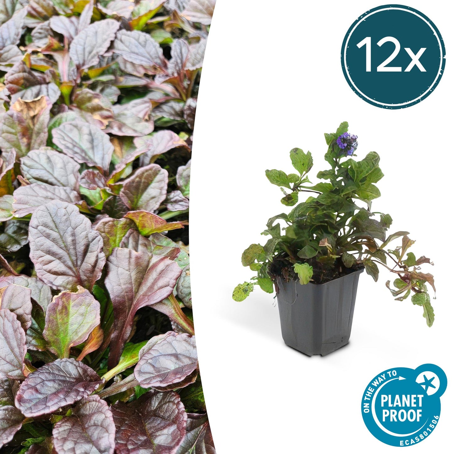 12x Ajuga reptans - Bodendeckerpflanze - Pflanzfix24