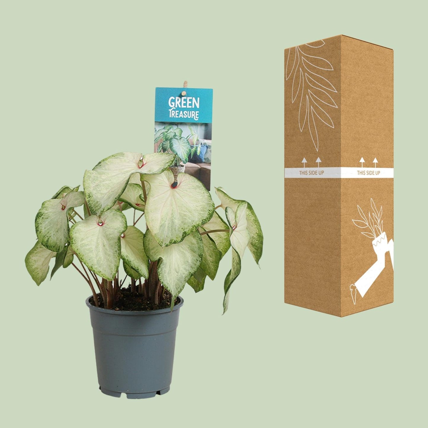 Caladium White Delight - Ø12cm - ↕25cm - Pflanzfix24