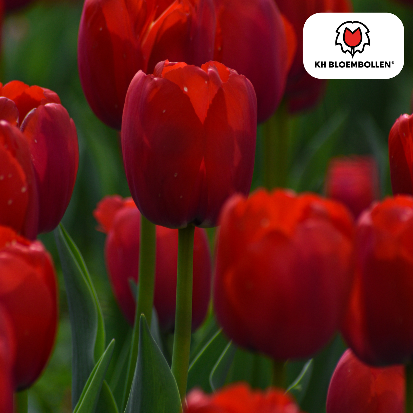 Tulpenbollen Ile de France – 20 Stuks | KH Bloembollen® - Pflanzfix24