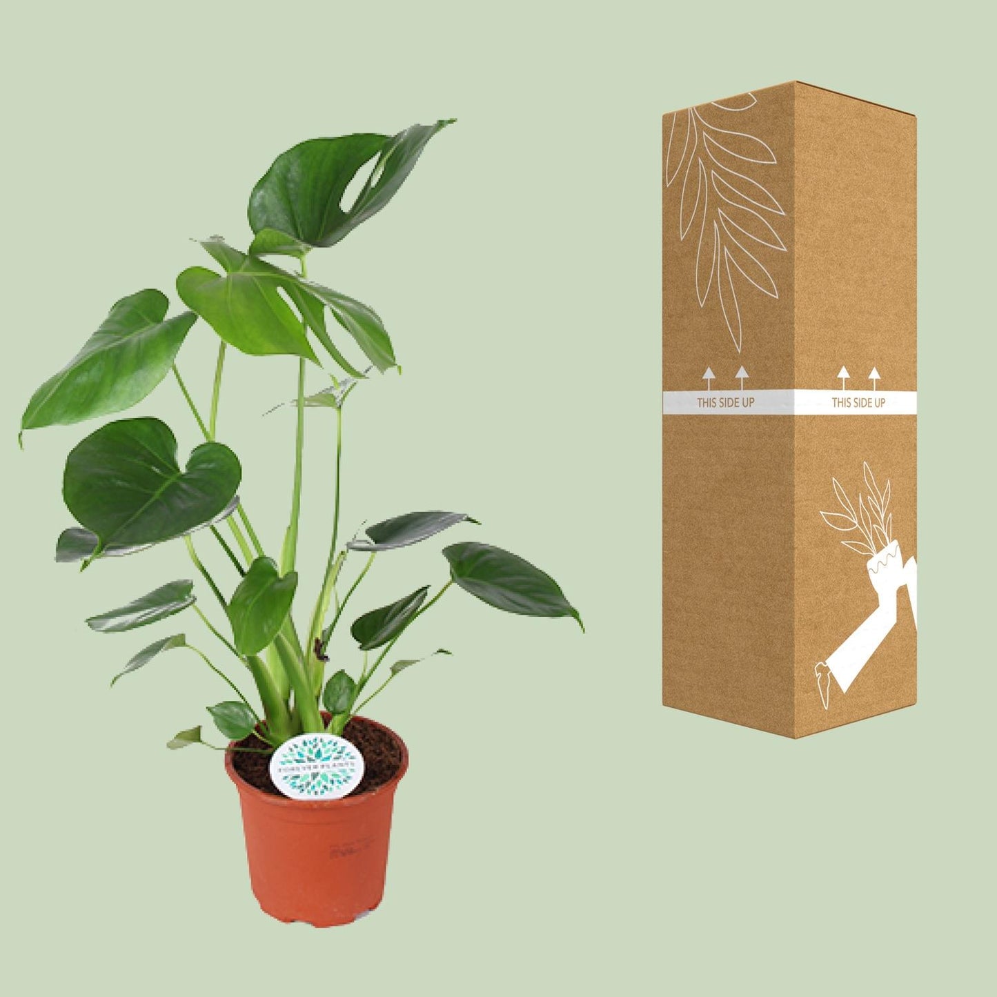 Monstera Deliciosa Ø14cm – Schweizer Käse-Pflanze | Pflanzfix24