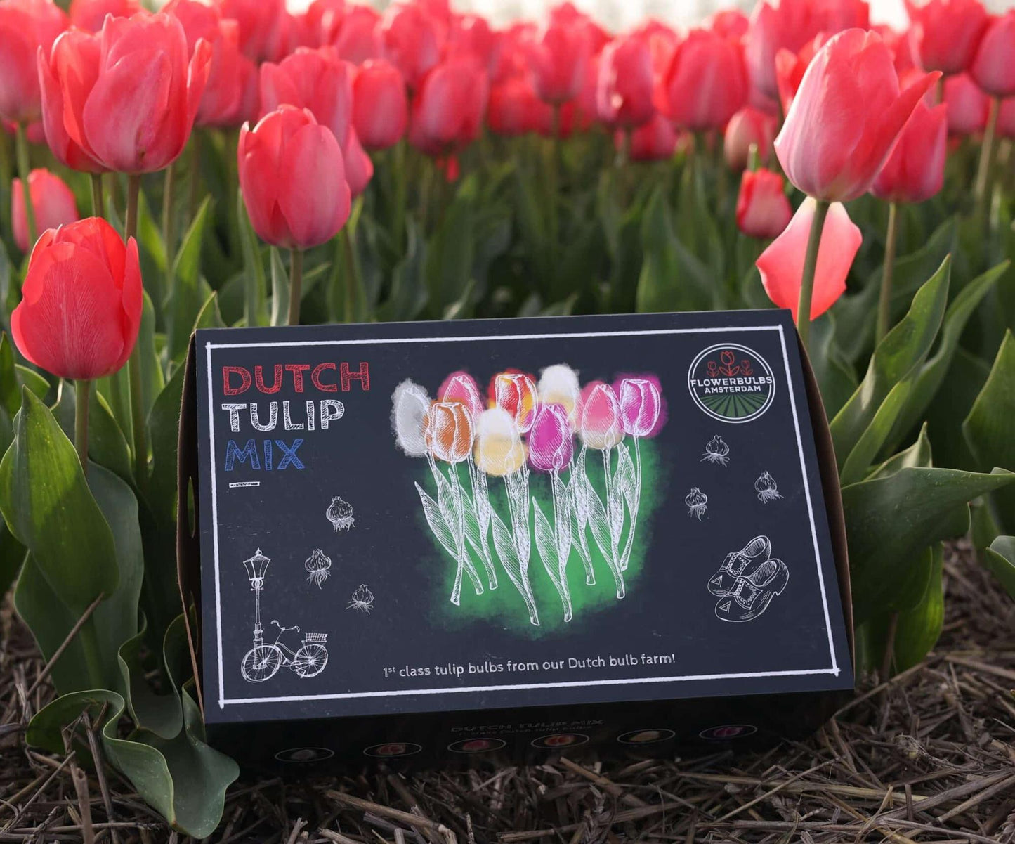Dutch Tulip Mix - 90 Blumenzwiebeln - Flowerbulbs Amsterdam - Pflanzfix24