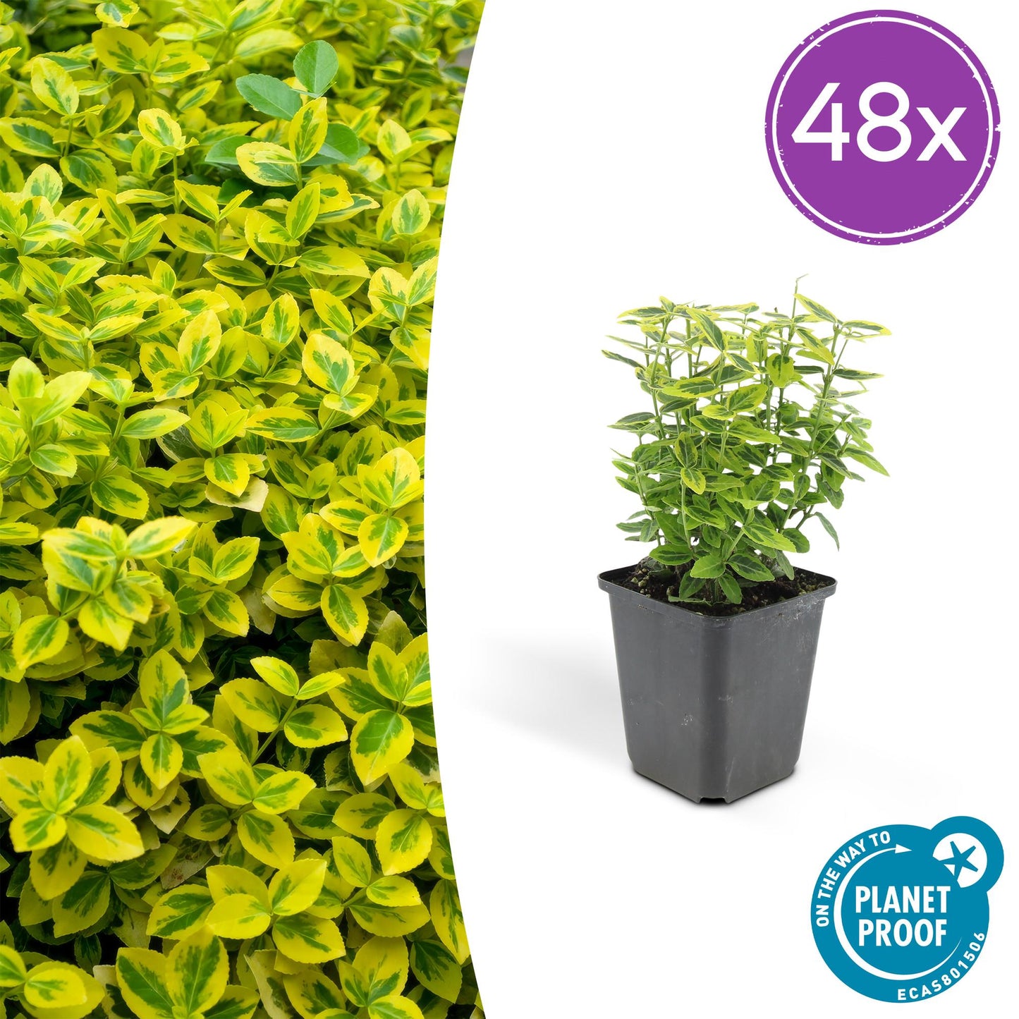 48x Euonymus fort. 'Emerald 'n Gold’ - ↕10-25cm - Ø9cm - Pflanzfix24