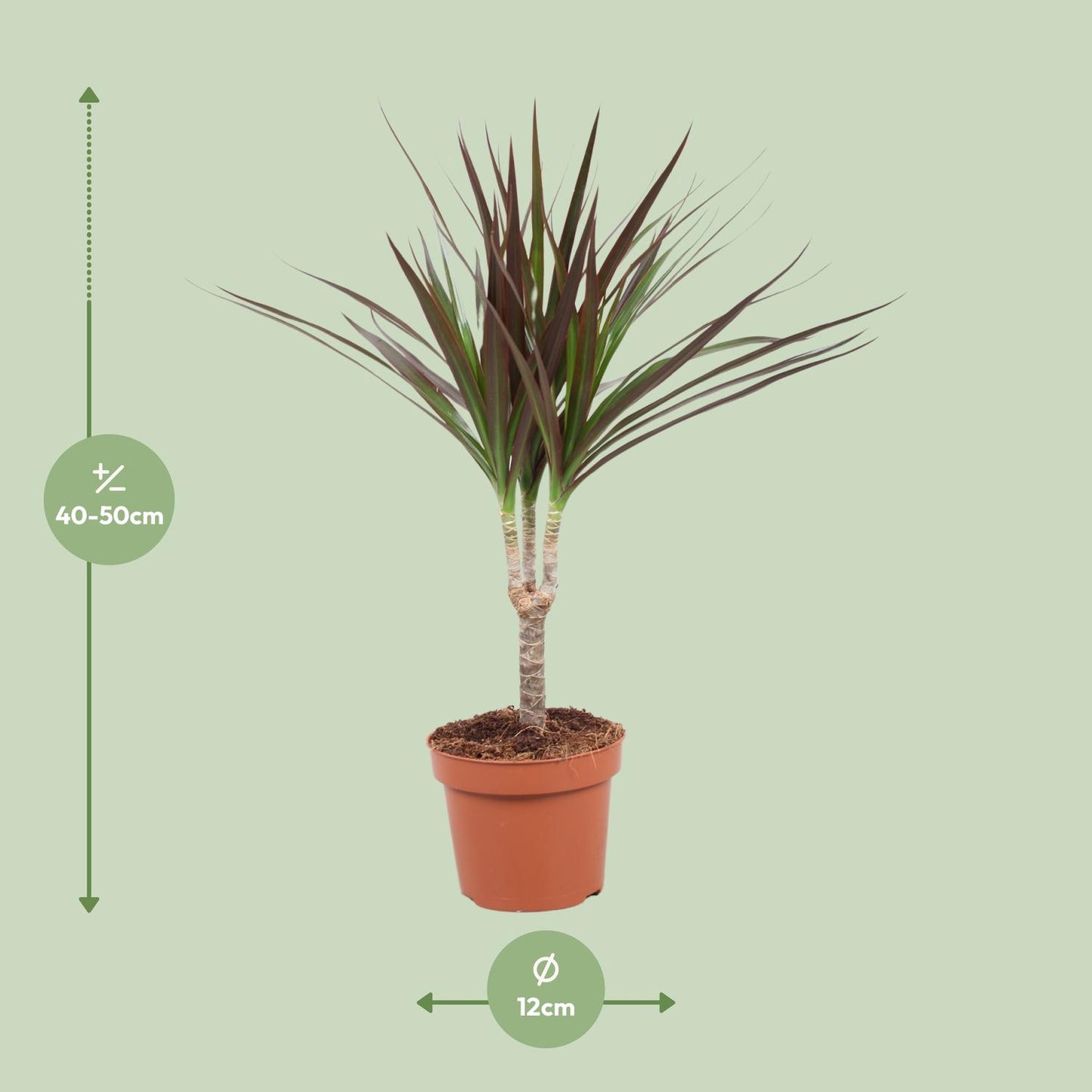 Dracaena Magenta - Ø12cm - ↕50cm - Pflanzfix24.de - Pflanzfix24.de