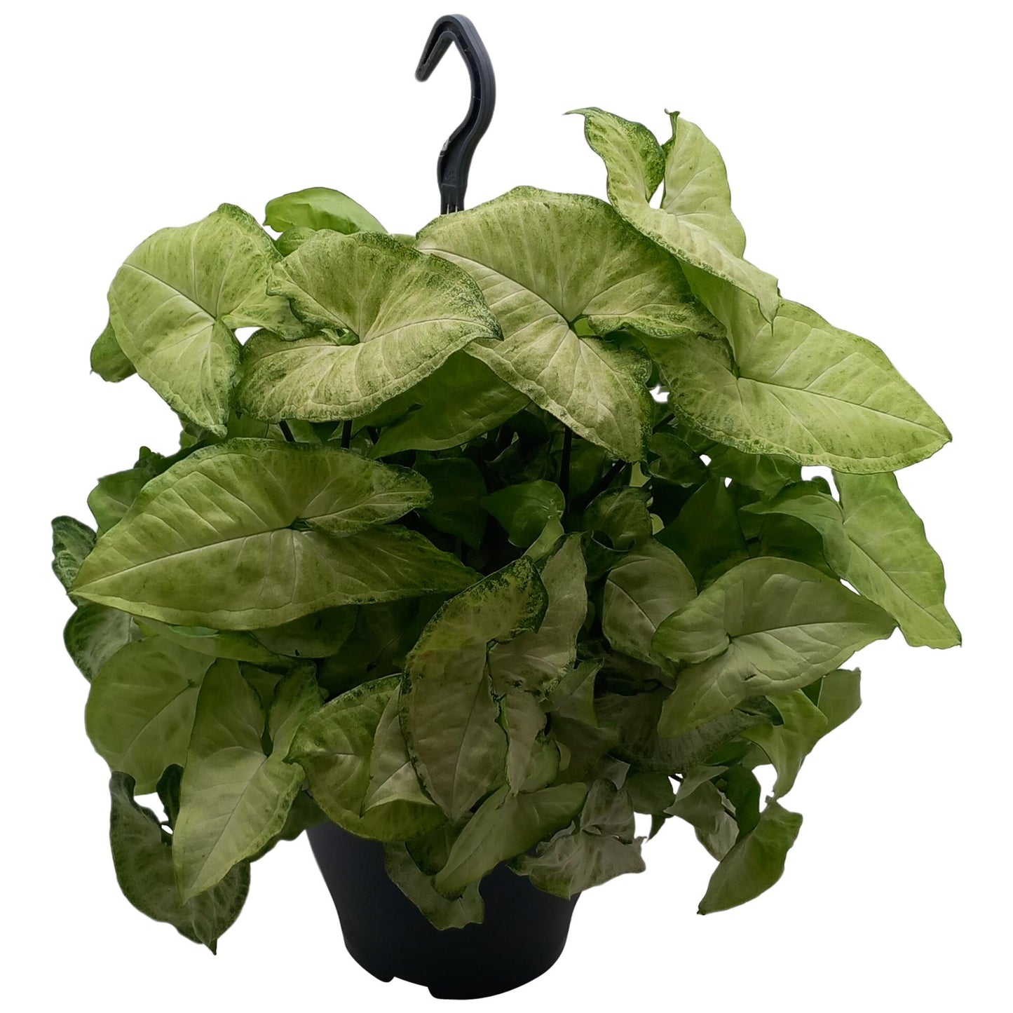 Syngonium 'White Butterfly' - Pflanzfix24