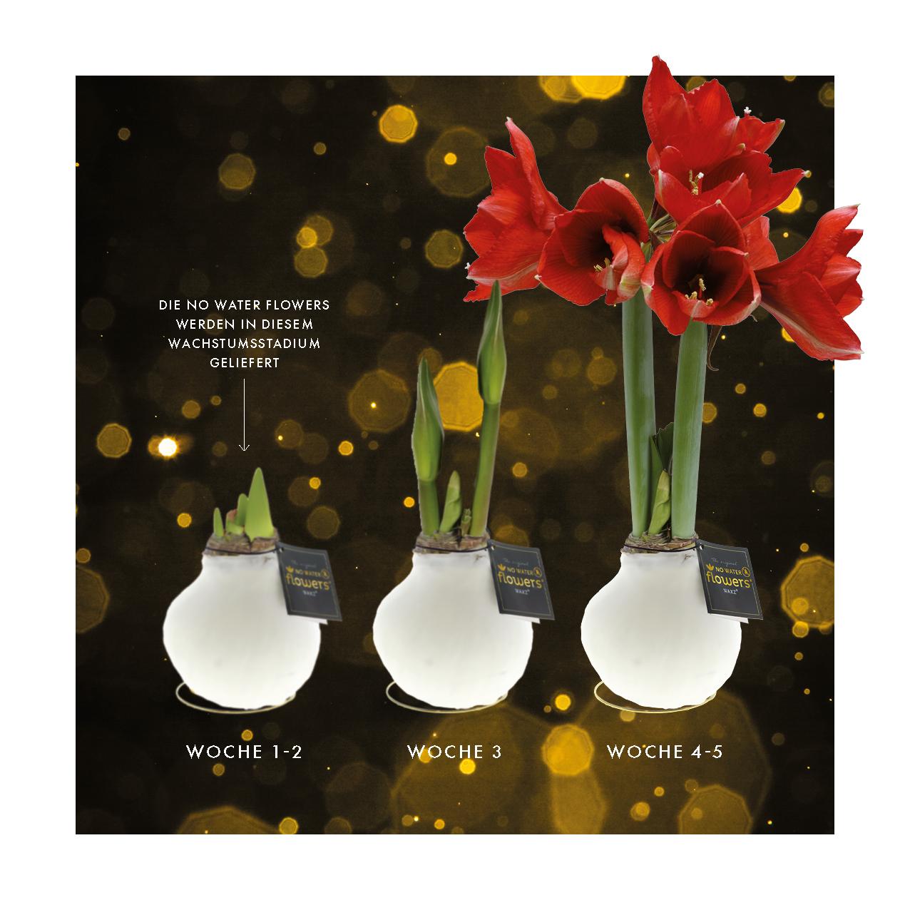 No Water Flowers® Univerz Saturnus Mix (3er Pack) + Rote Blume - Pflanzfix24