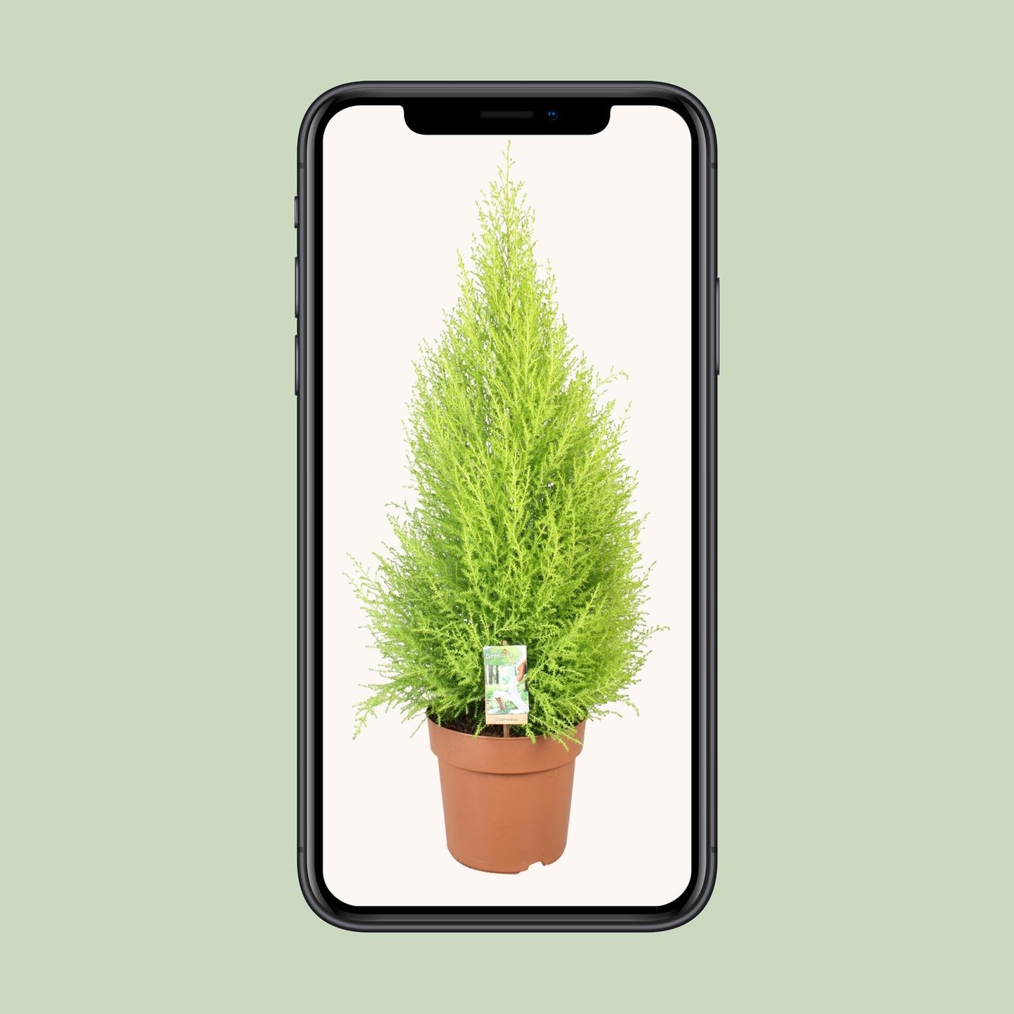 Cupressus Goldcrest Wilma - Ø21cm - ↕90cm - Pflanzfix24.de - Pflanzfix24.de