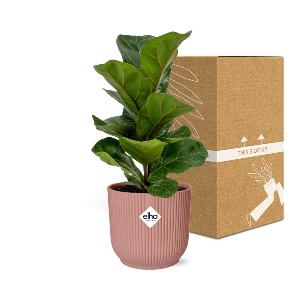 Ficus Lyrata Bambino im ELHO Vibes Fold 14cm – Pflanzfix24
