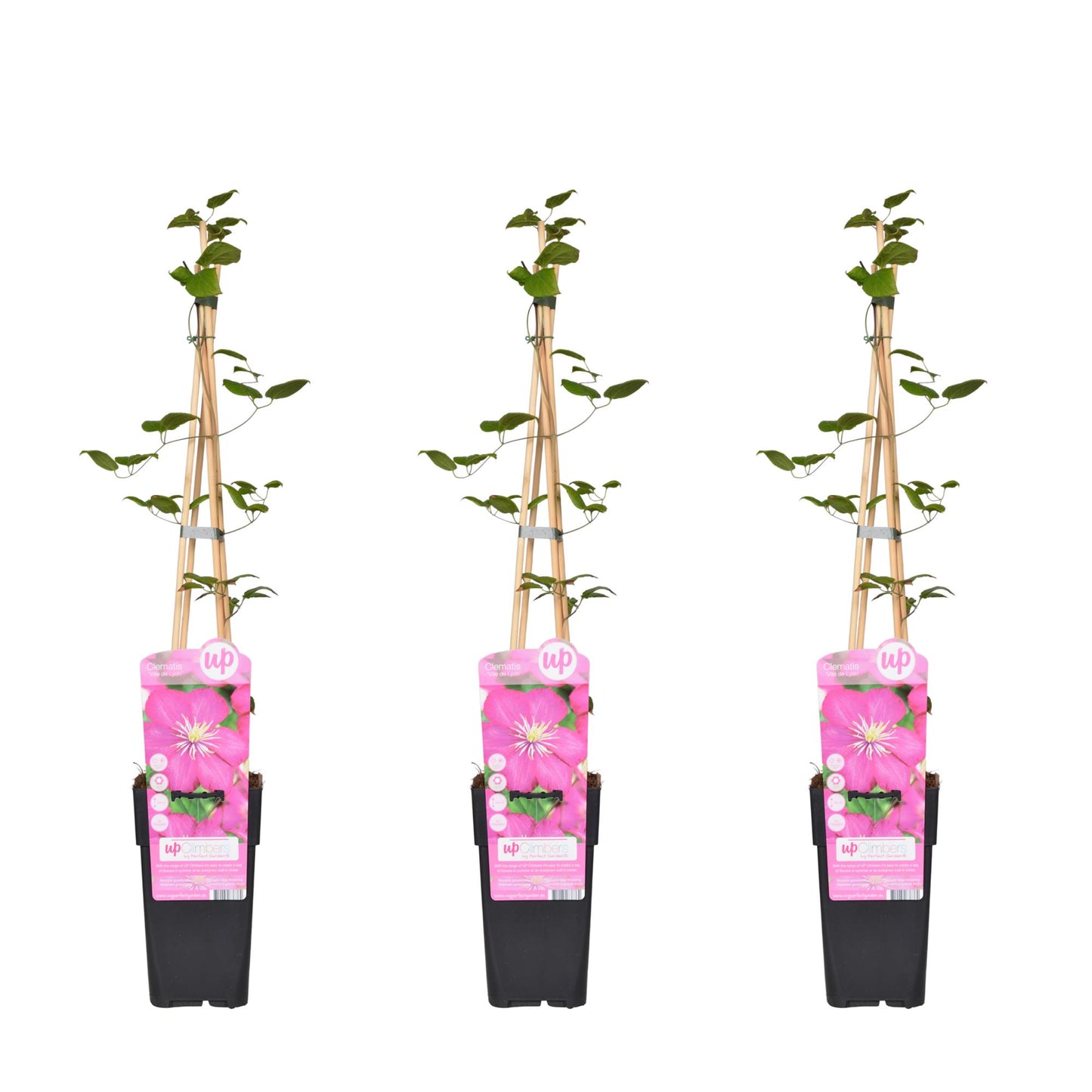 3x - Clematis Ville de Lyon - ↨65cm - Ø15 - Pflanzfix24