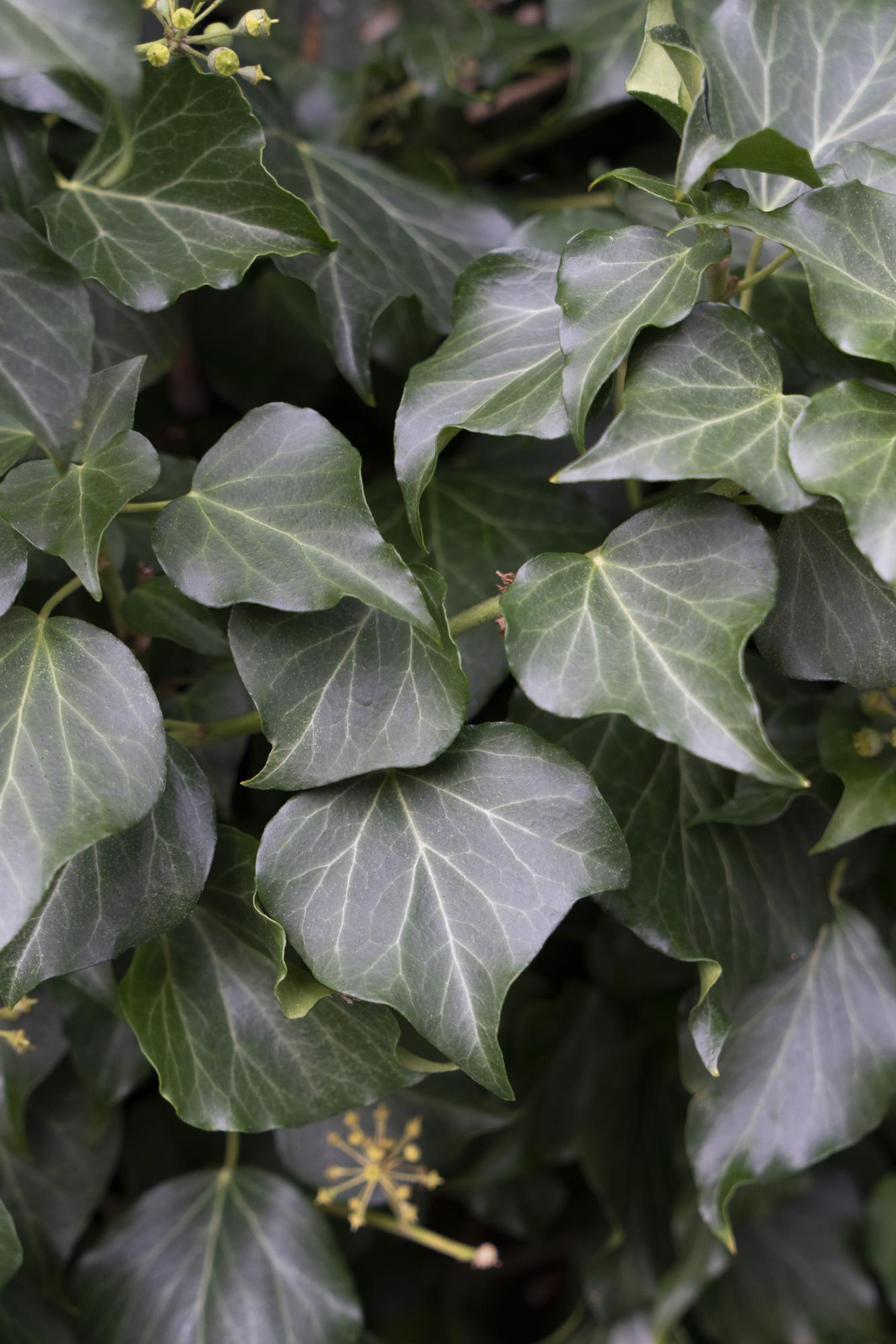 4x Hedera hibernica - 65cm - Ø15 - Pflanzfix24