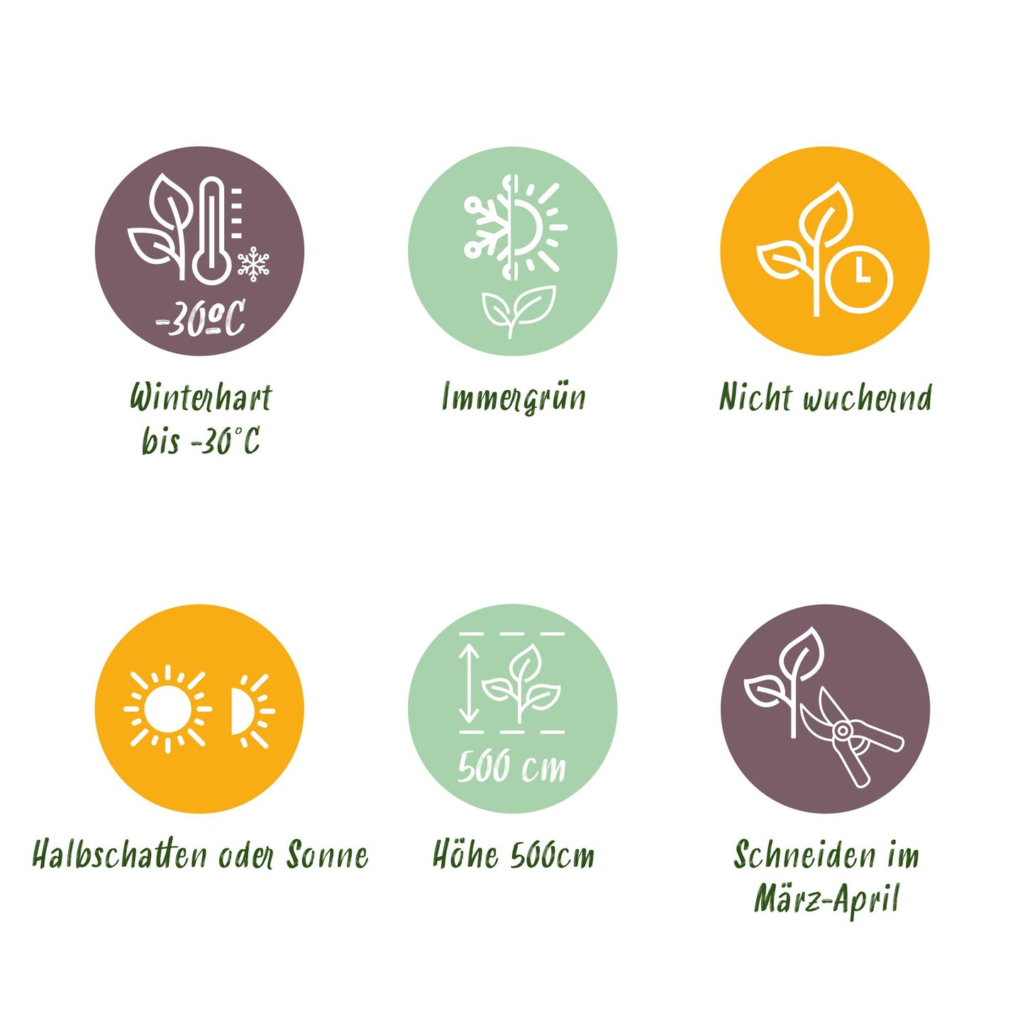 GreenboutiQ - Thuja occidentalis Smaragd Heckenpflanze - 8 Pflanzen - Pflanzfix24.de - Pflanzfix24.de