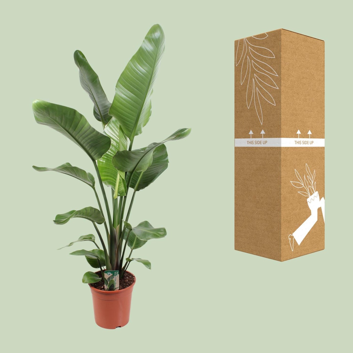 Strelitzia Nicolai 21 cm - Pflanzfix24