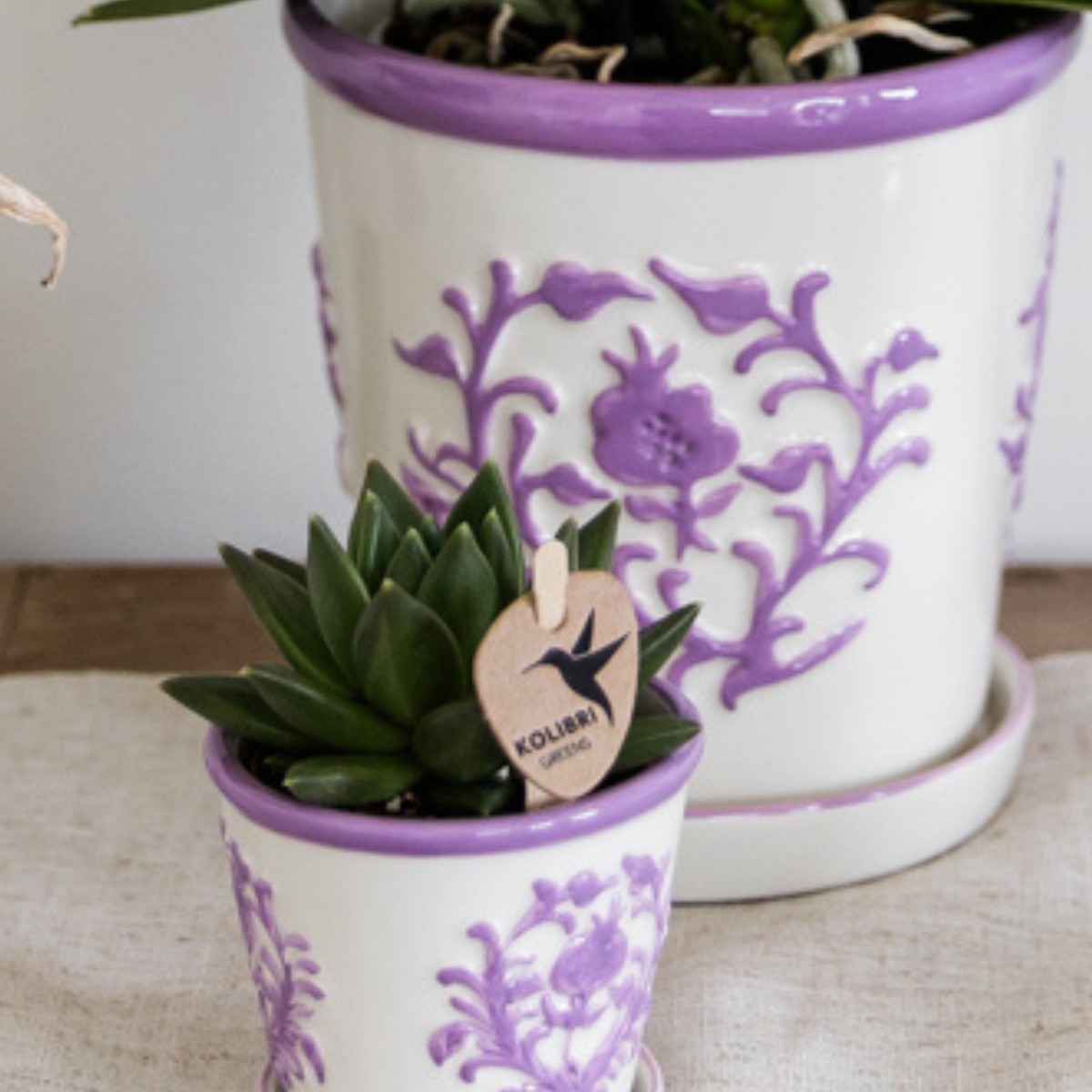 2x Campanula Addenda Ambella Intense Purple in Malaga-Dekotöpfen - Pflanzfix24.de - Pflanzfix24.de