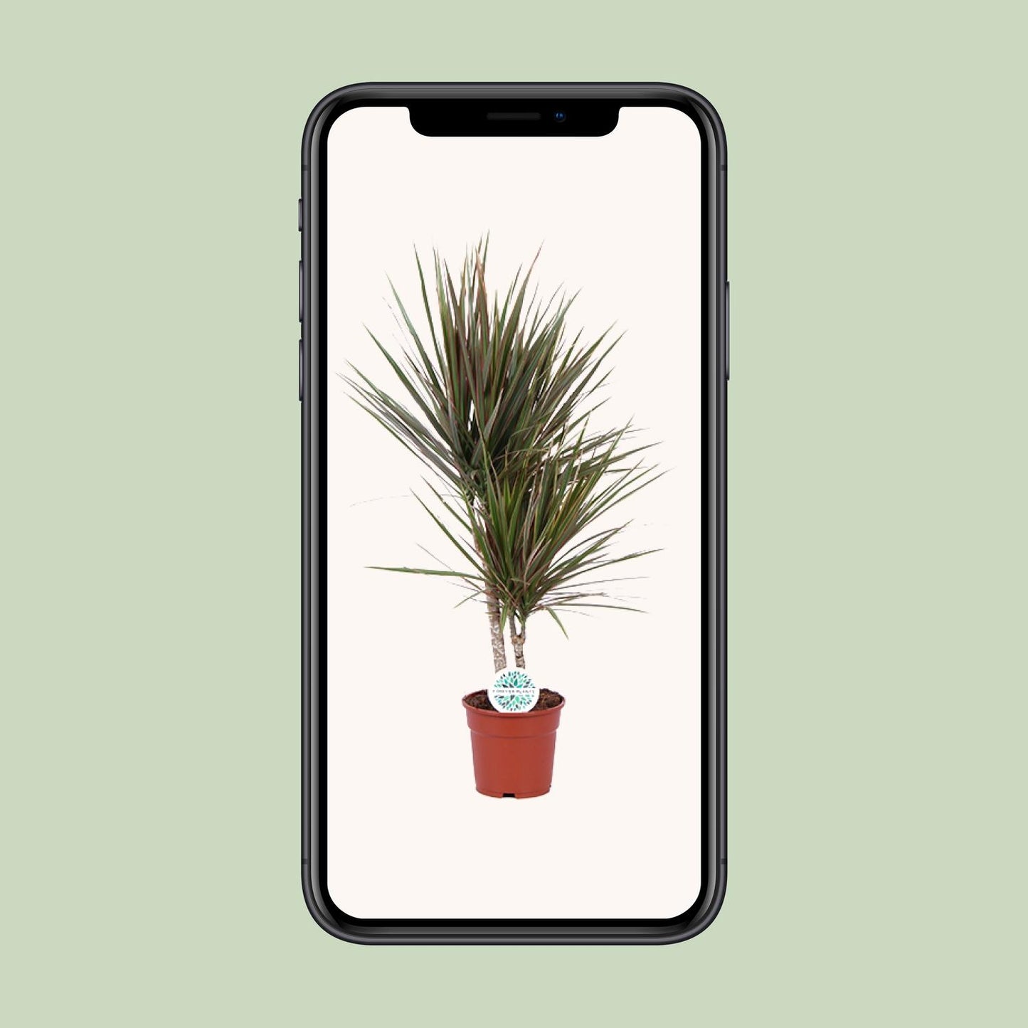 Dracaena Bicolor - Ø17cm - ↕75cm | pflanzfix24