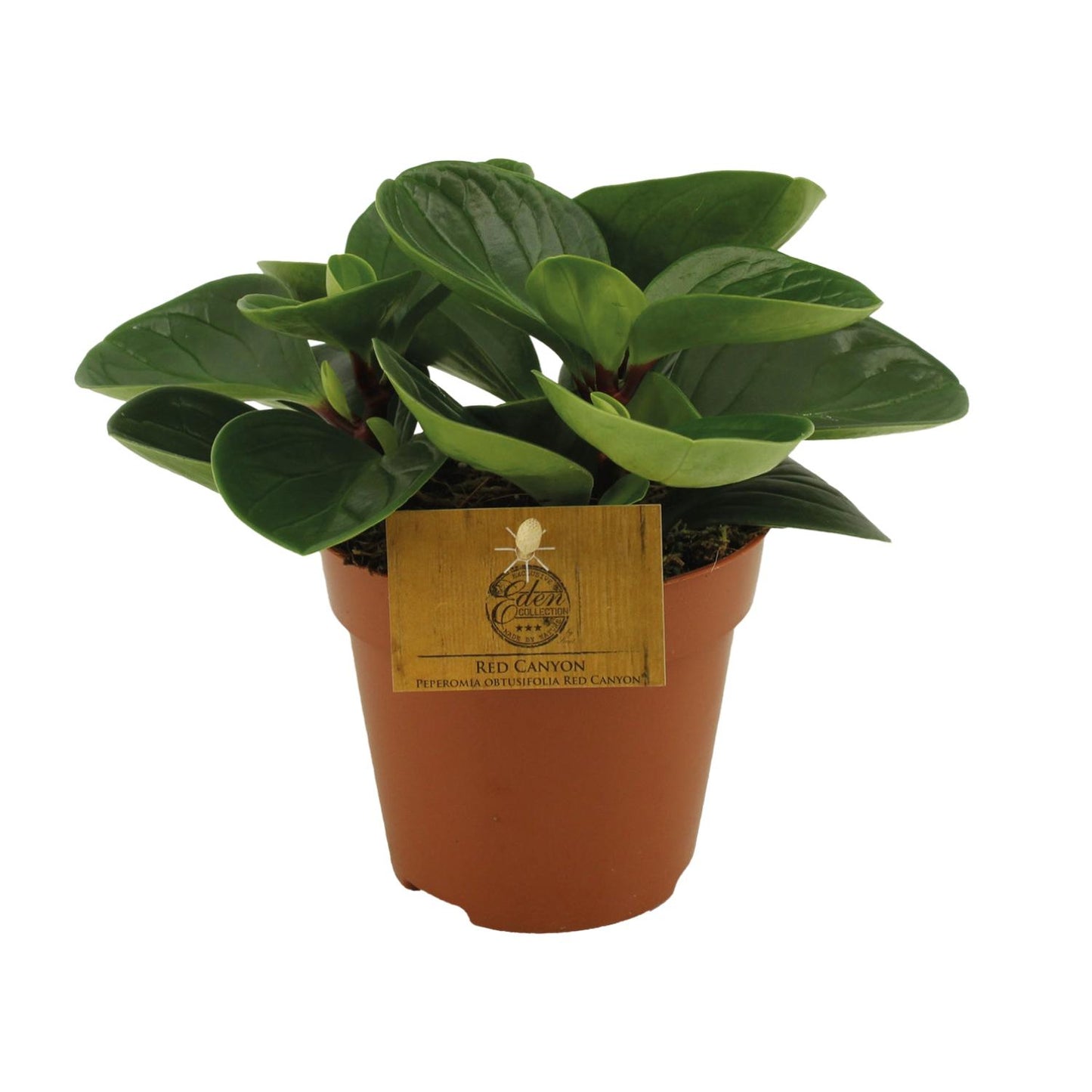 Peperomia Red Canyon - Ø12cm - ↕20cm - Pflanzfix24