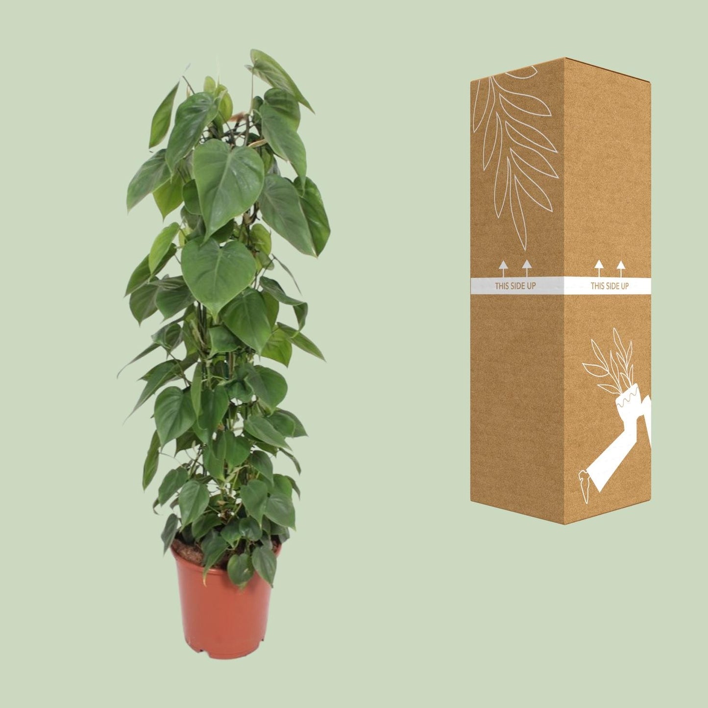Philodendron Scandens 120cm Ø24cm – Große Zimmerpflanze | Pflanzfix24.de - Pflanzfix24.de
