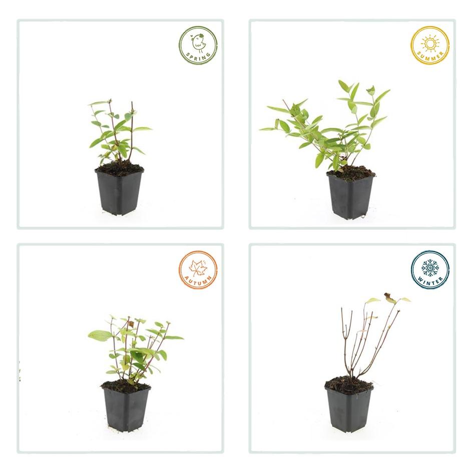 12x Hypericum ‘Annebel’ – Gelb blühender Zierstrauch | Pflanzfix24 - Pflanzfix24.de