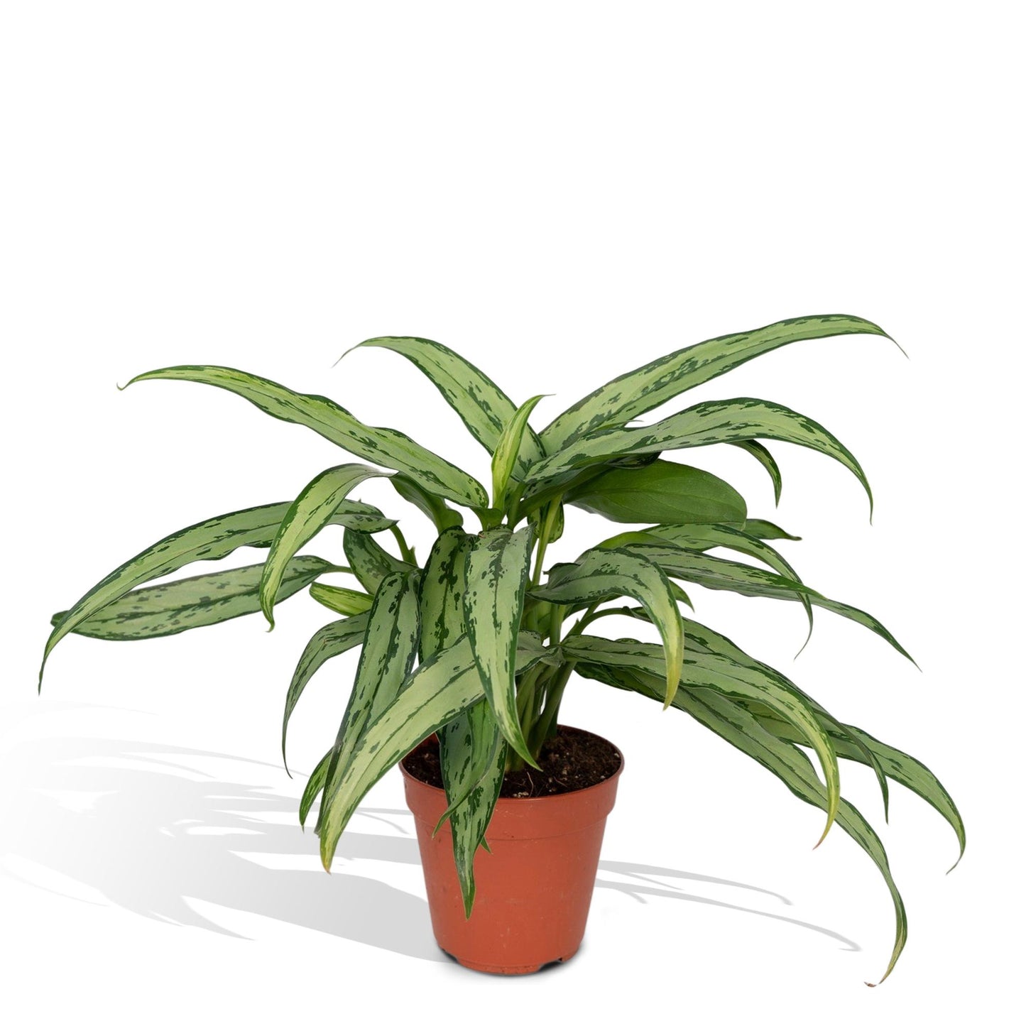Aglaonema Cutlass - Pflanzfix24