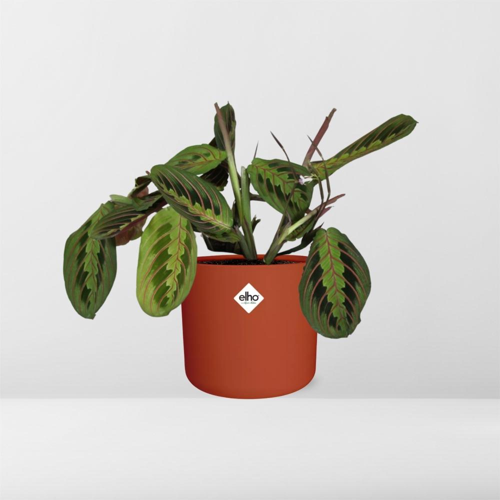 Maranta Leuconeura ‘Fascinator’ Tricolor in ELHO b.for soft rond 14cm brique - Pflanzfix24