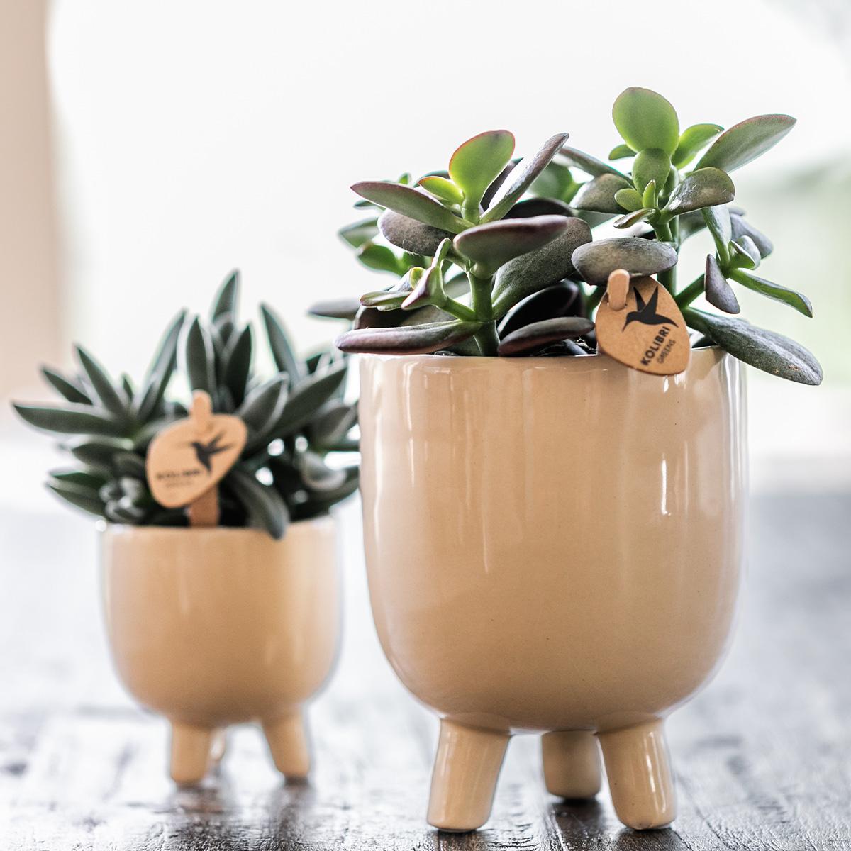Gummy Pot Travertine Ø9 cm – Keramiktopf | Pflanzfix24.de - Pflanzfix24.de