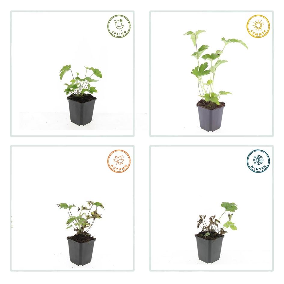 12x Anemone tom. 'Robustissima' – Purpurblaue Herbstanemone | Pflanzfix24.de - Pflanzfix24.de