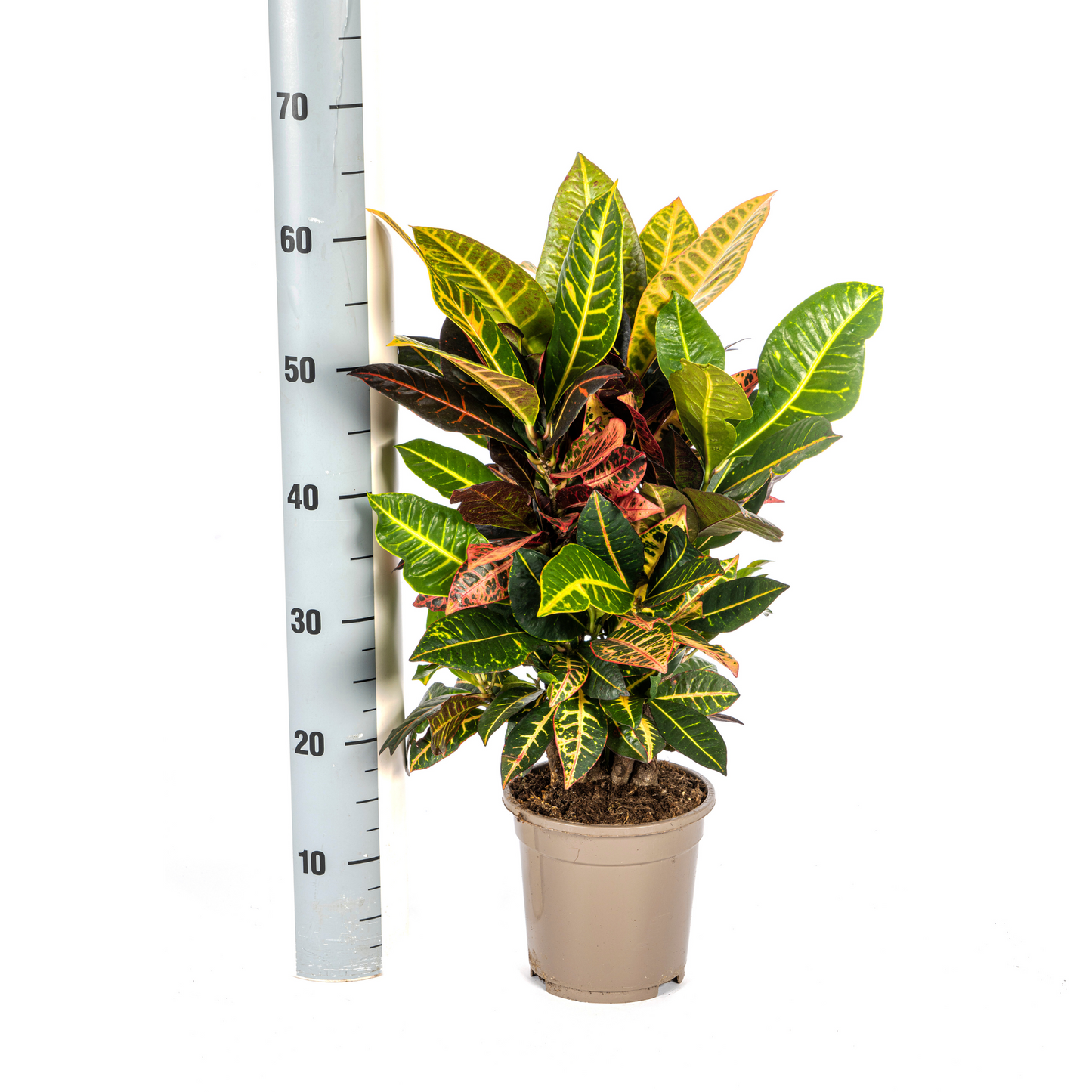 Codiaeum 'Croton' Petra Ø17cm - ↕40 - 60cm - Pflanzfix24