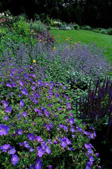 12x Geranium 'Johnson's Blue' - ↕10-25cm - Ø9cm bei Pflanzfix24
