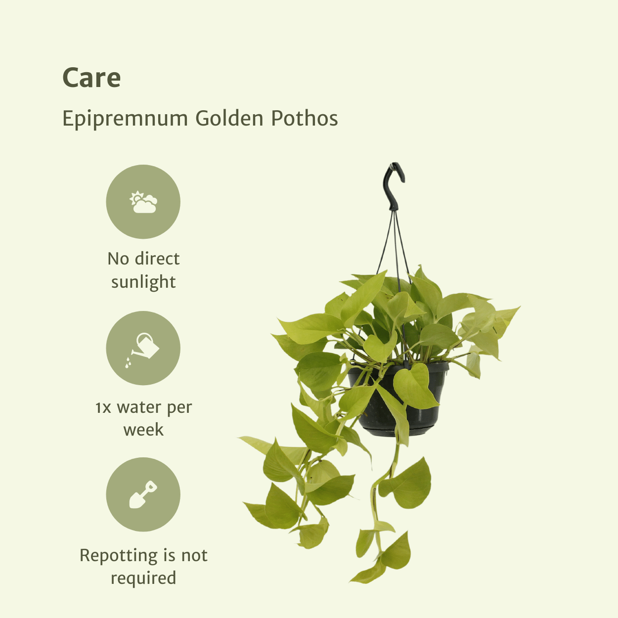 Epipremnum Golden Pothos (Scindapsus) - 2 Stücke - Pflanzfix24.de - Pflanzfix24.de