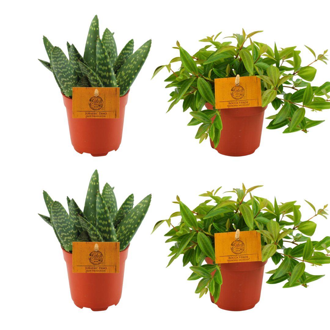 Set Aloe Paradisicum & Peperomia Ang. Rocca Vivace - 4 Stück - Ø10.5cm - ↕10cm - Pflanzfix24