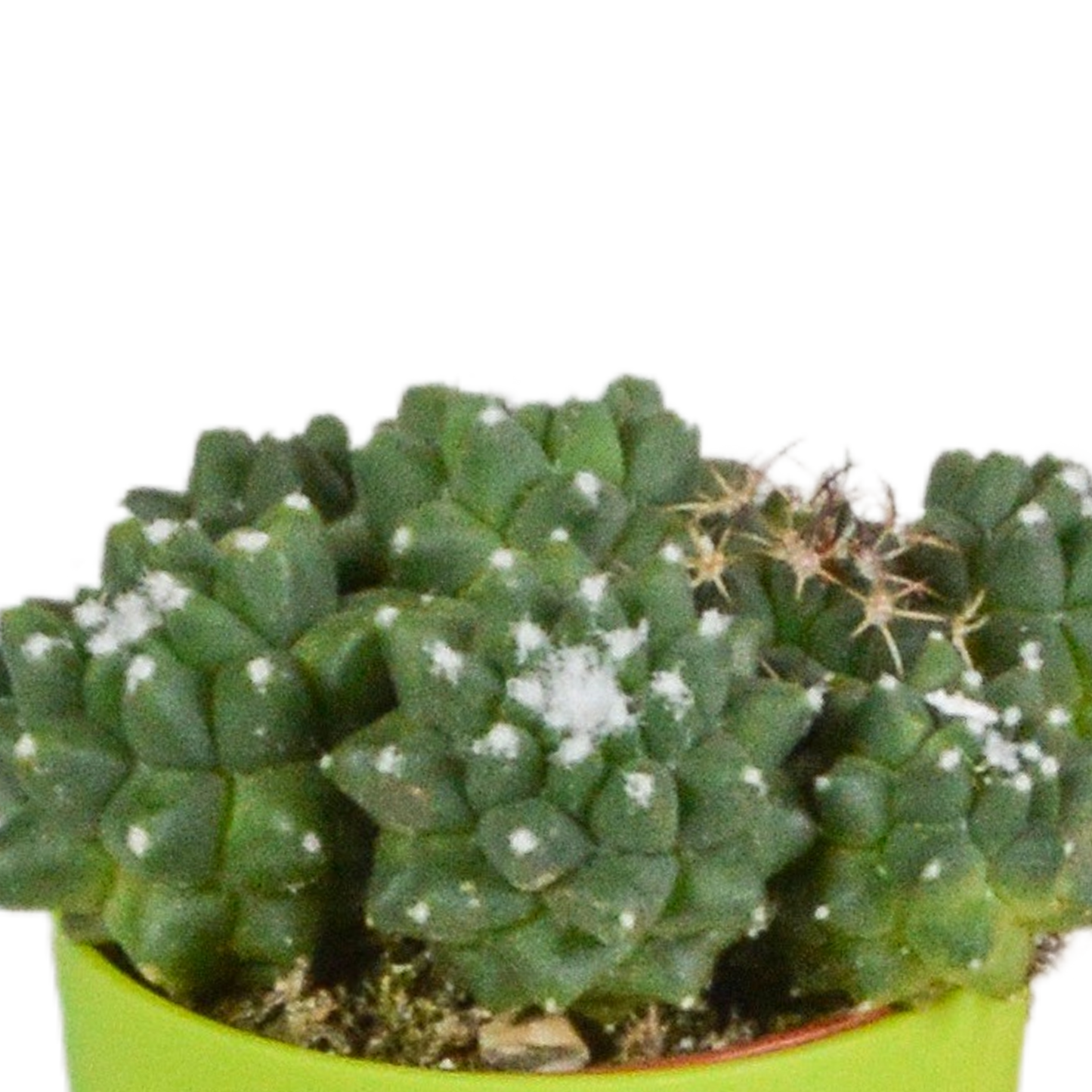 Kakteenmischung 5,5 cm - 5x - in gekleurde plasticpot - Pflanzfix24.de - Pflanzfix24.de